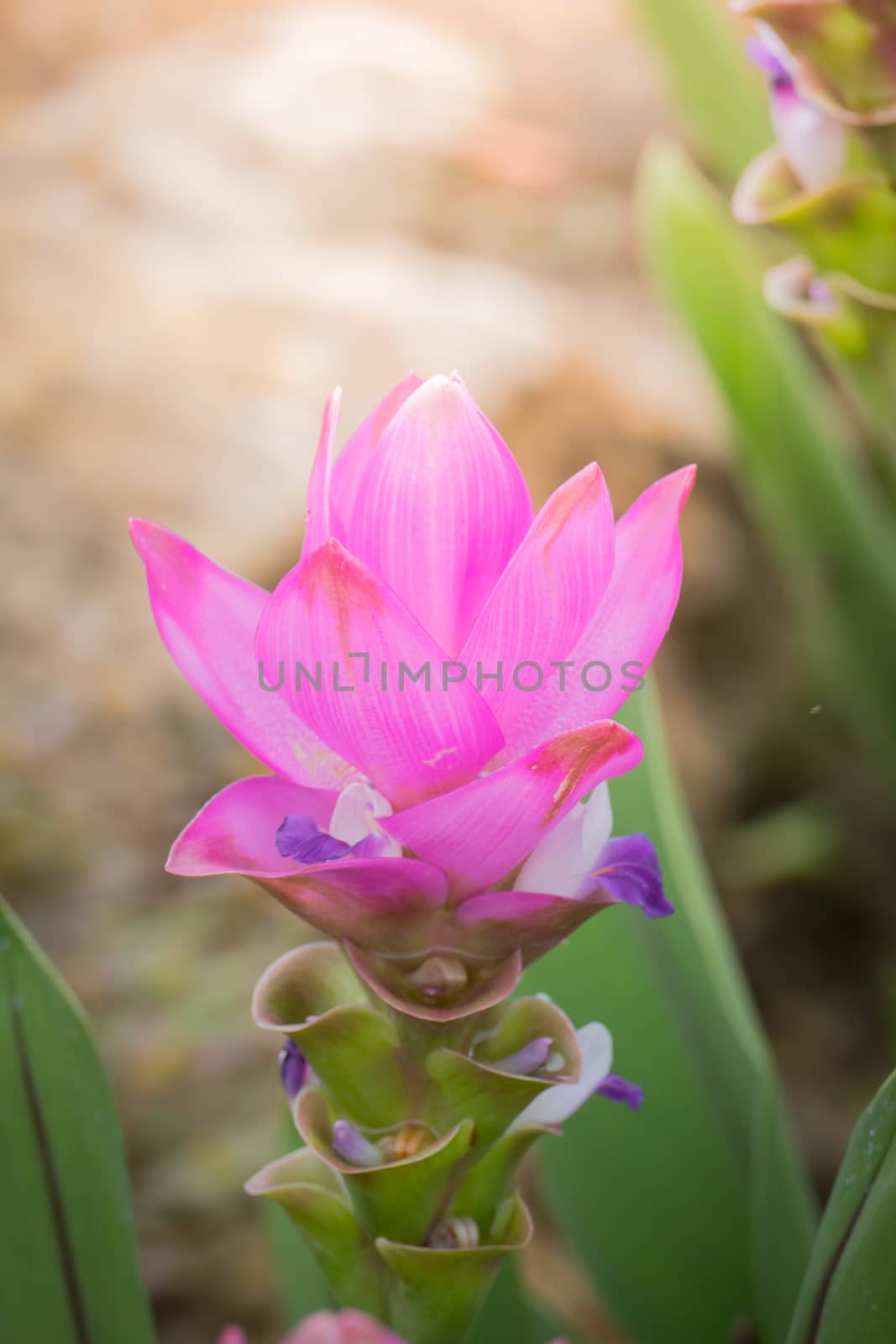 The background image of the colorful flowers, background nature
