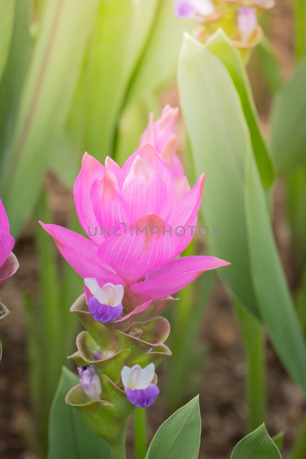The background image of the colorful flowers, background nature