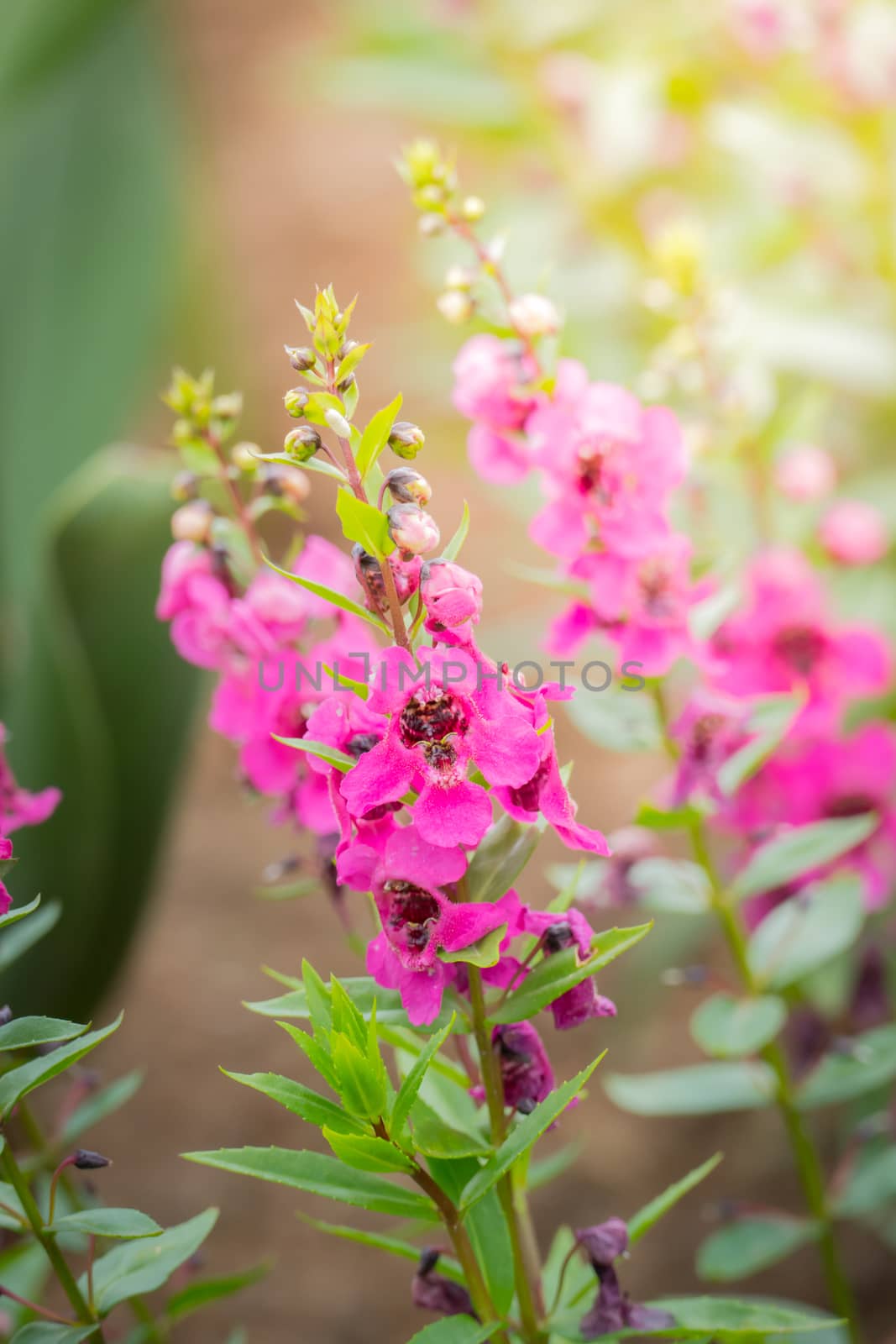 The background image of the colorful flowers, background nature