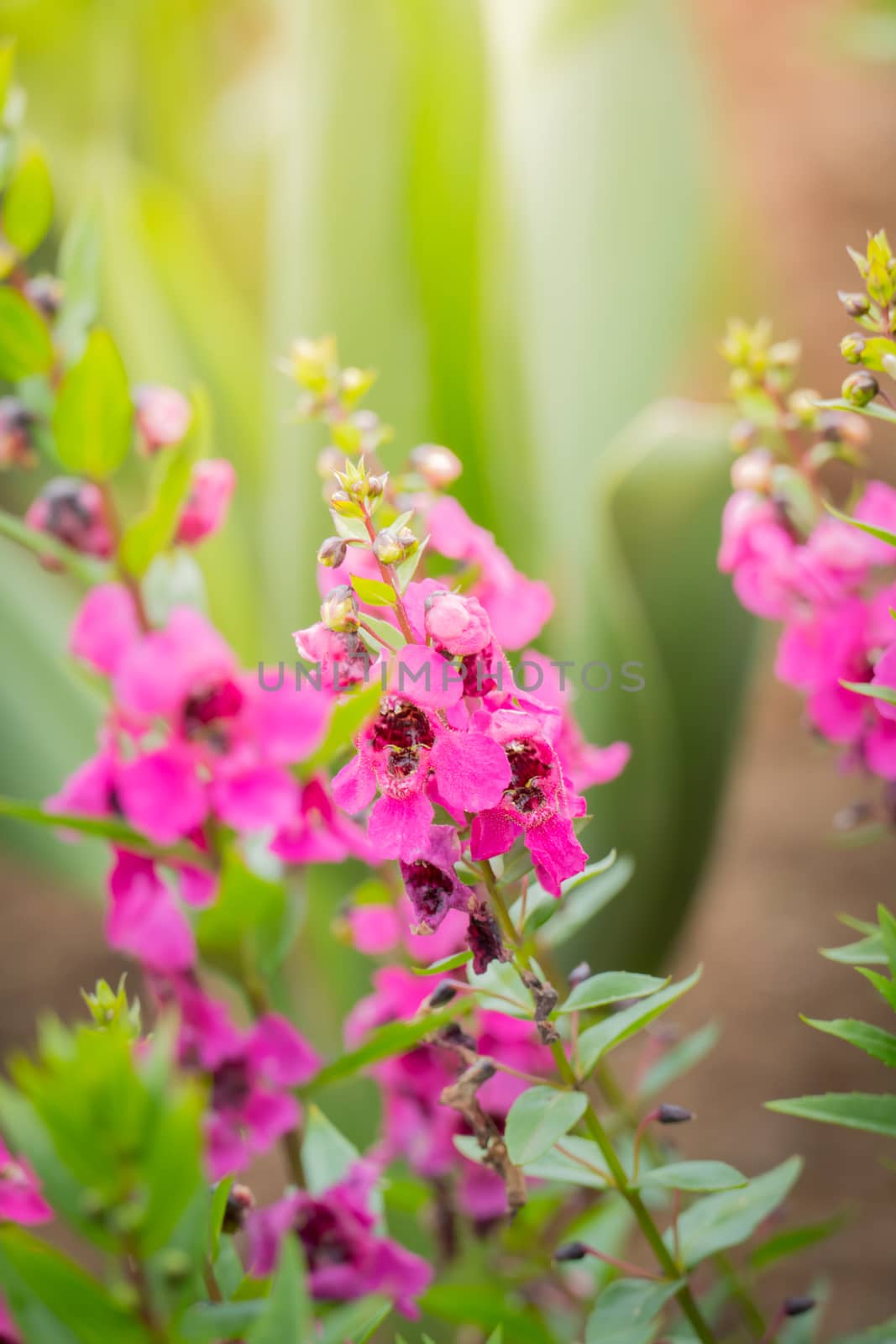 The background image of the colorful flowers, background nature