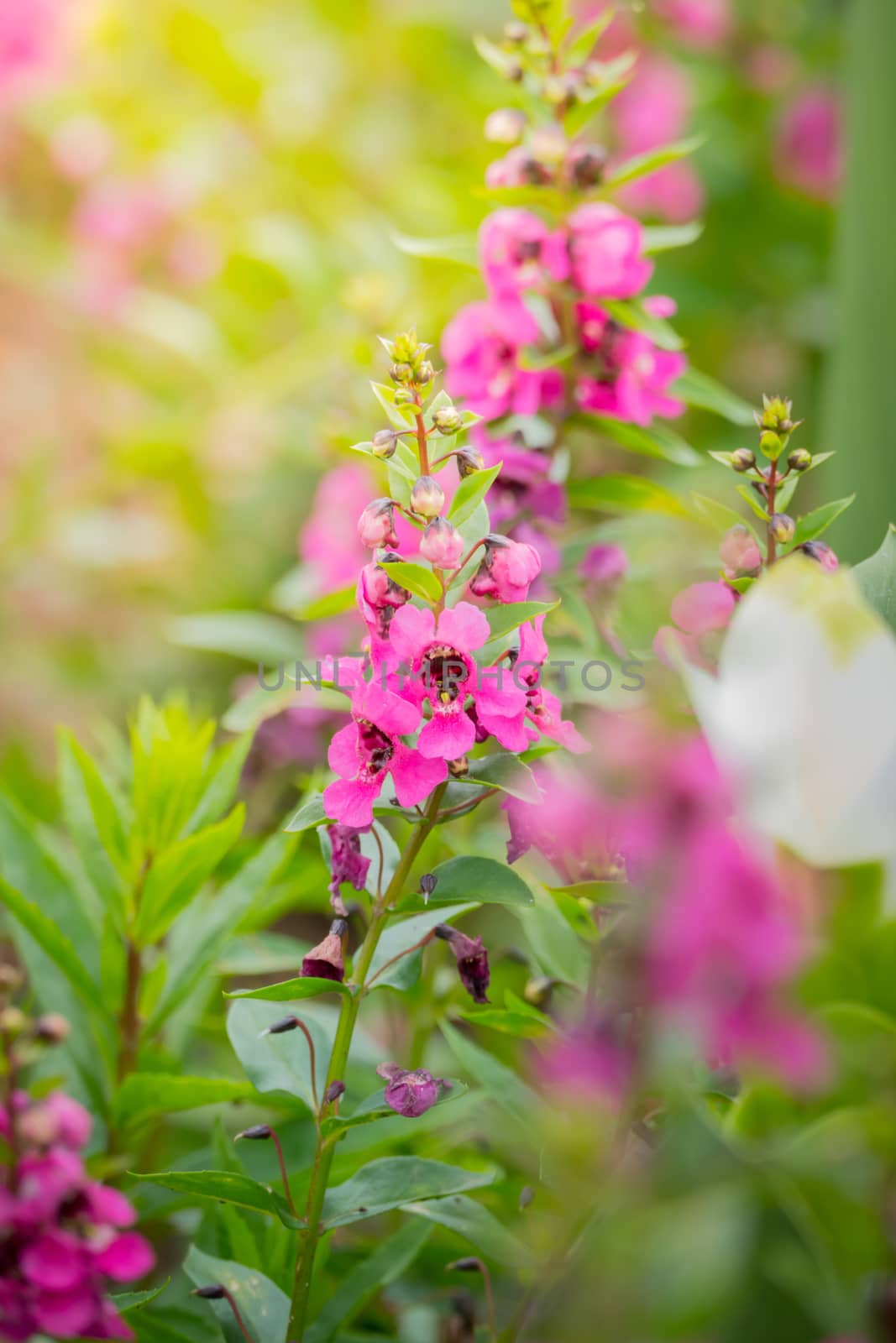 The background image of the colorful flowers, background nature