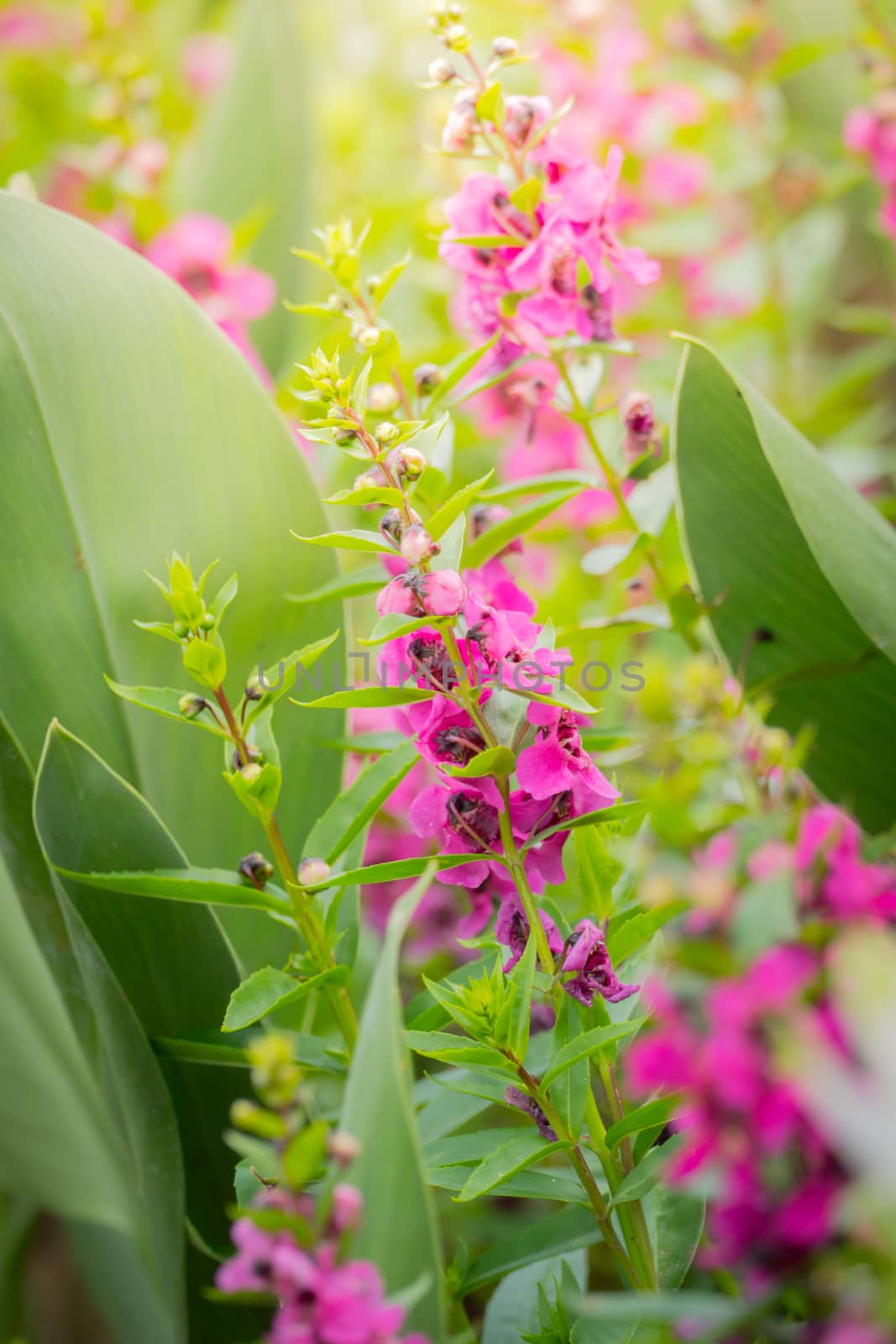 The background image of the colorful flowers, background nature