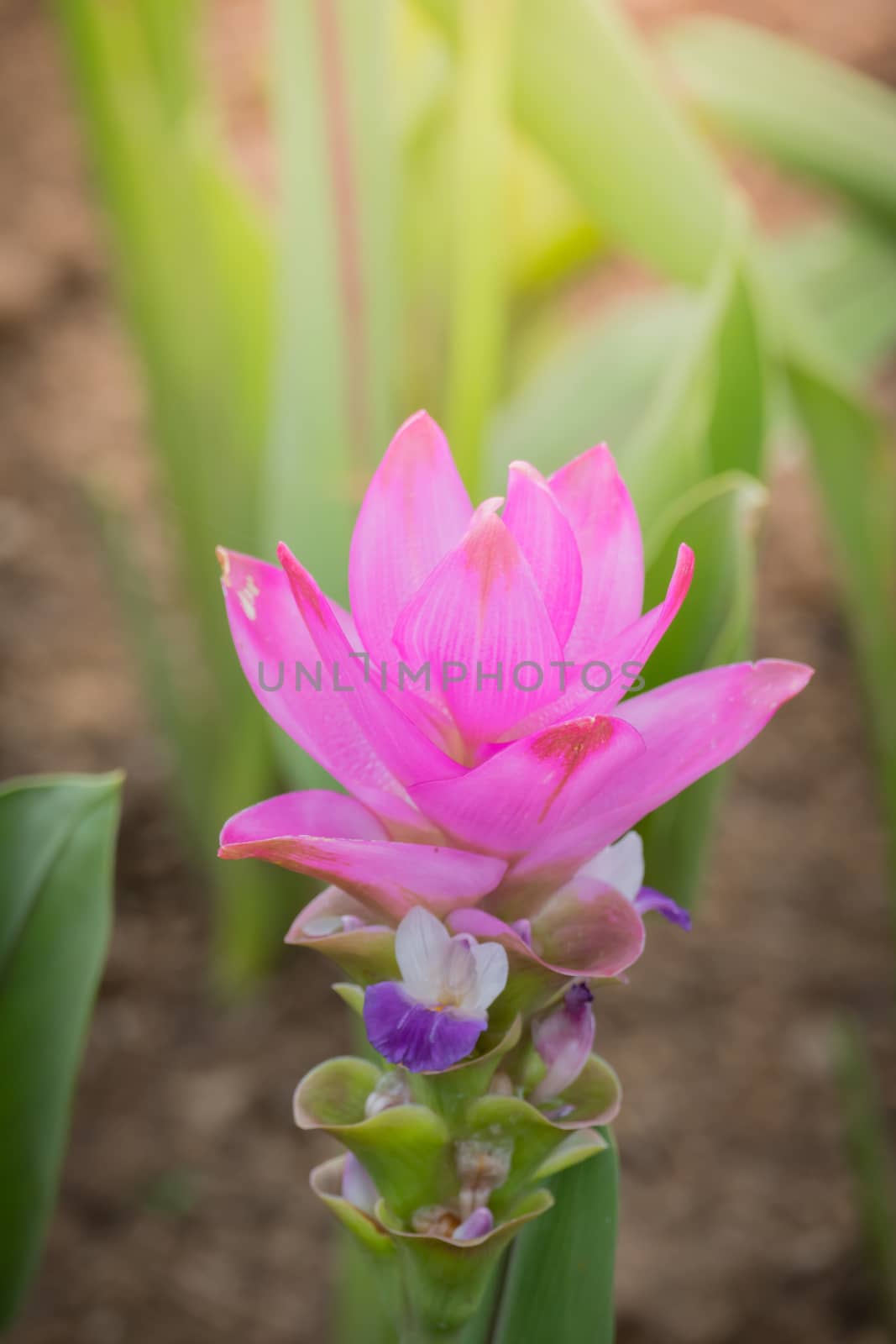 The background image of the colorful flowers, background nature