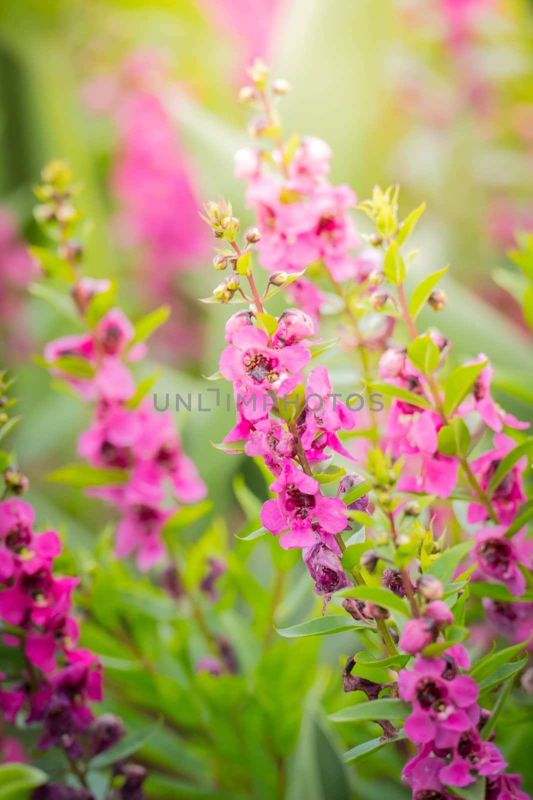 The background image of the colorful flowers, background nature