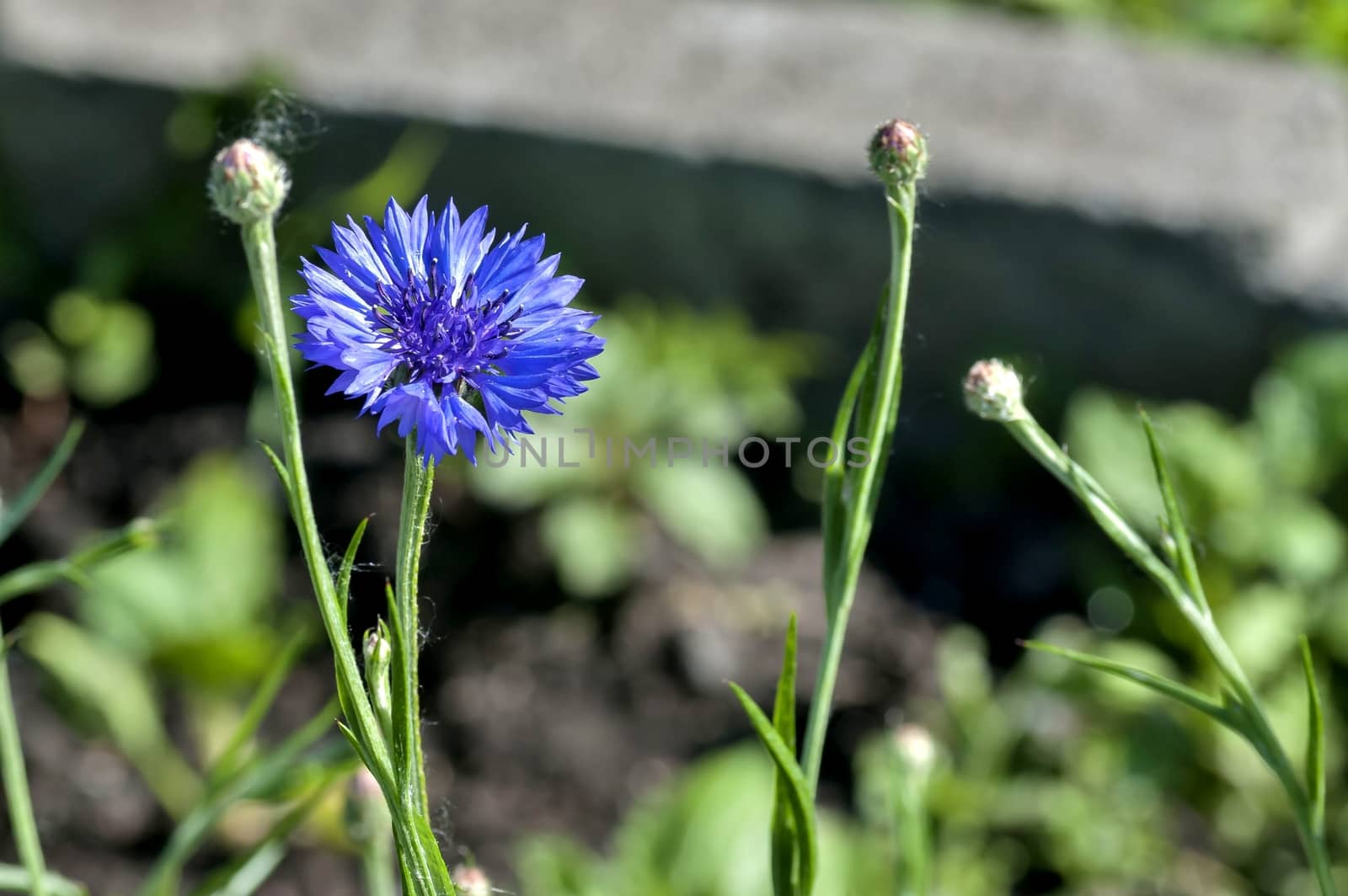 blue cornflower blossomed on blurred green nature background