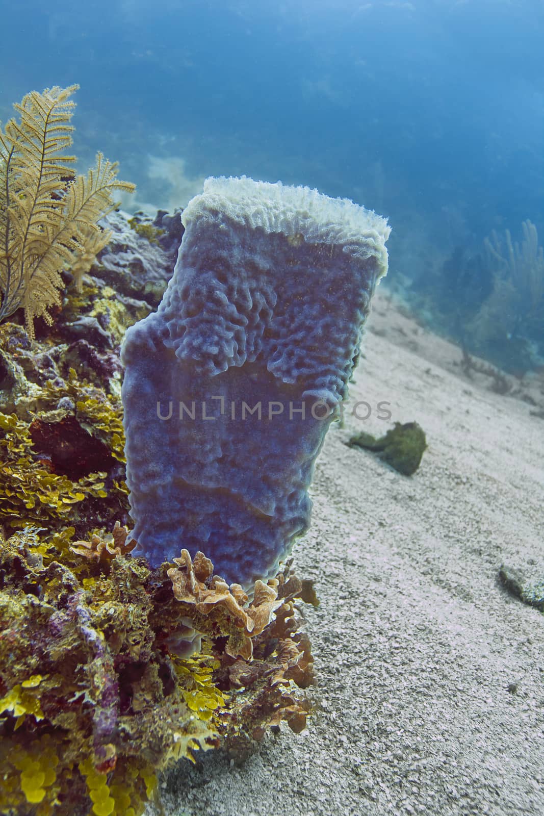 Blue giant barrel sponge in the atlantic ocean