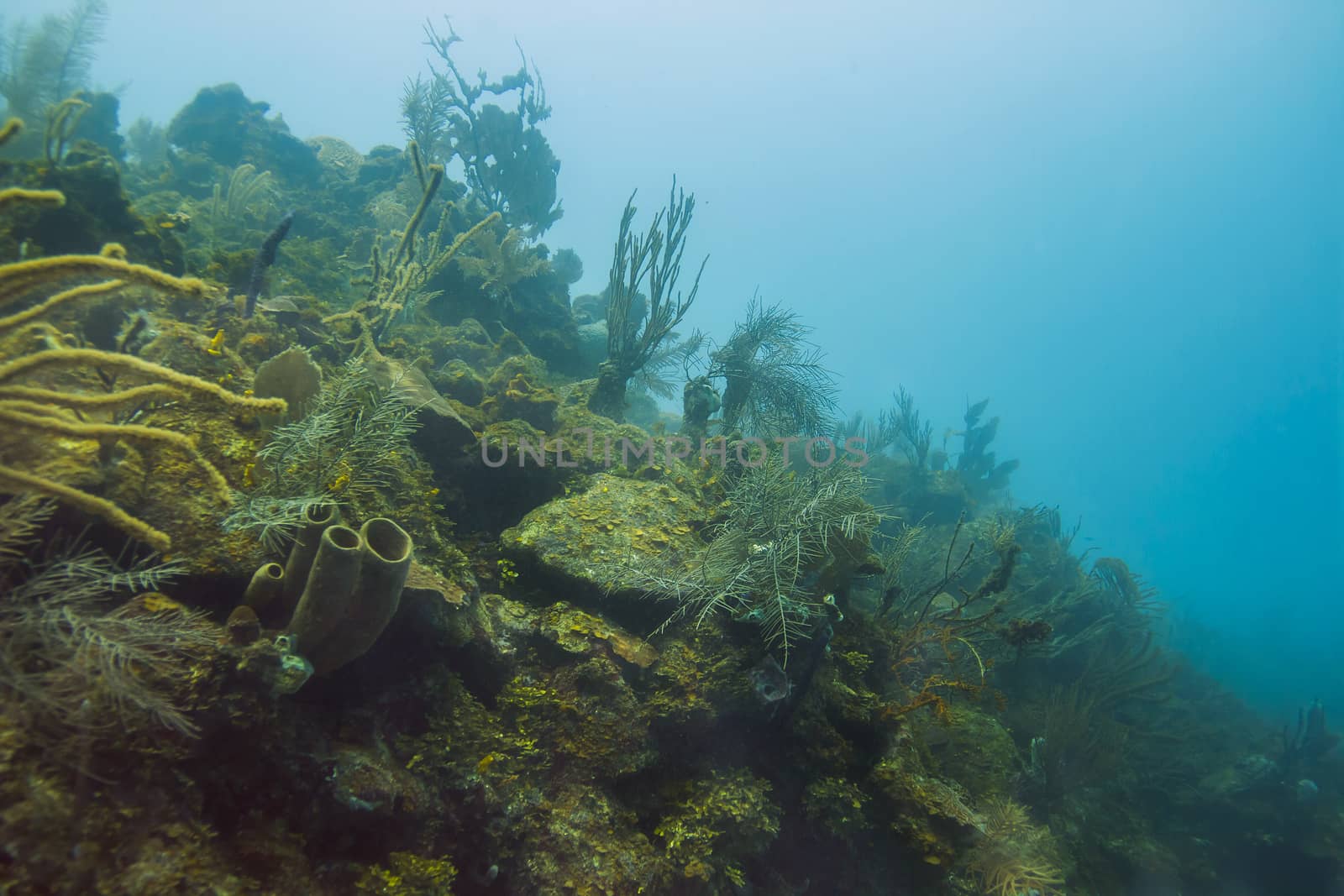 Large Caribbean coral reef filled with multiple species of coral and sponges