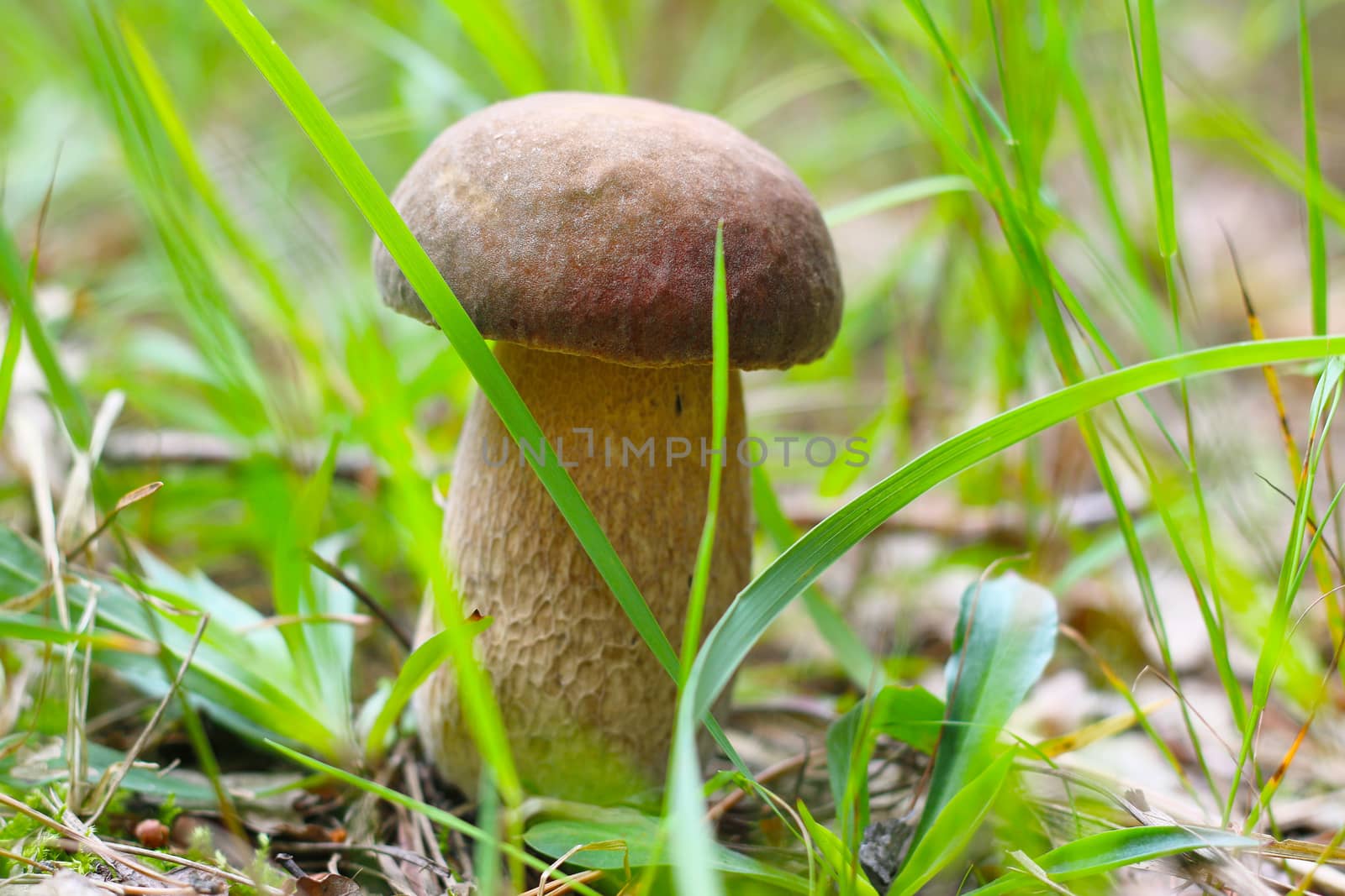 white cep growing in the grass. Beautiful summer mushroom growth
