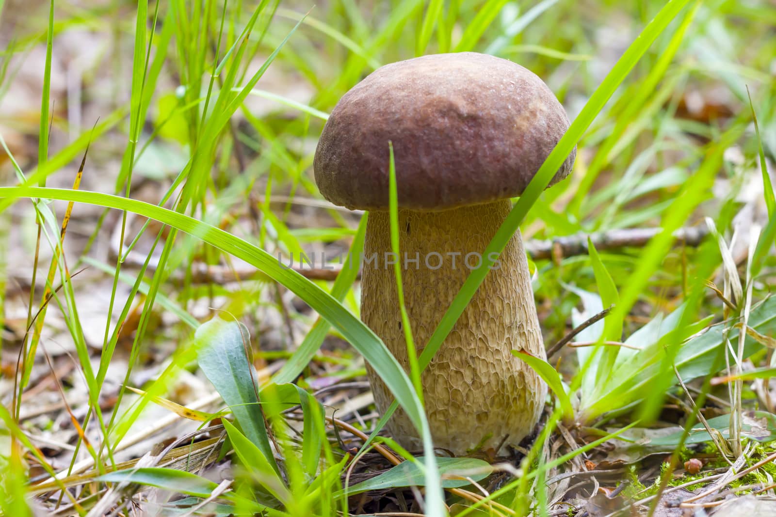 White mushroom growing in the grass. Beautiful summer cep growth
