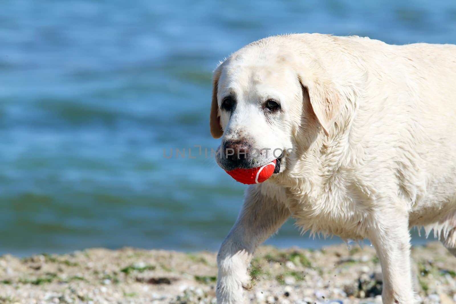 a yellow labrador playing at the sea in summer portrait