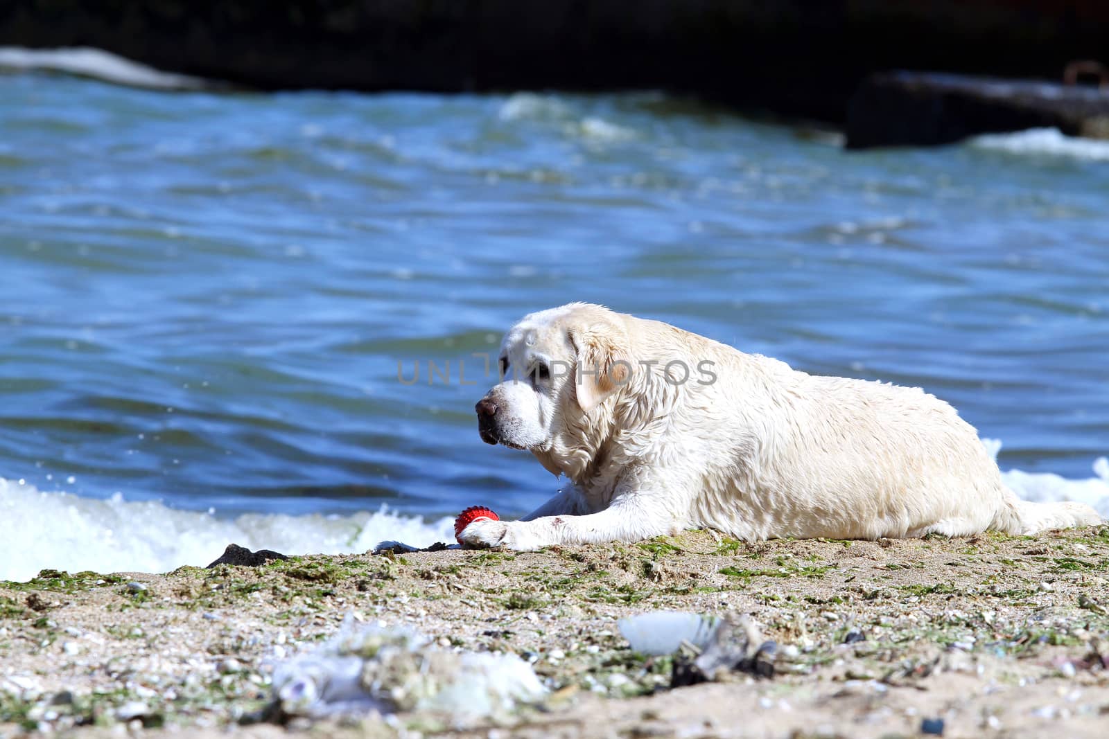 yellow labrador playing at the sea in summer portrait