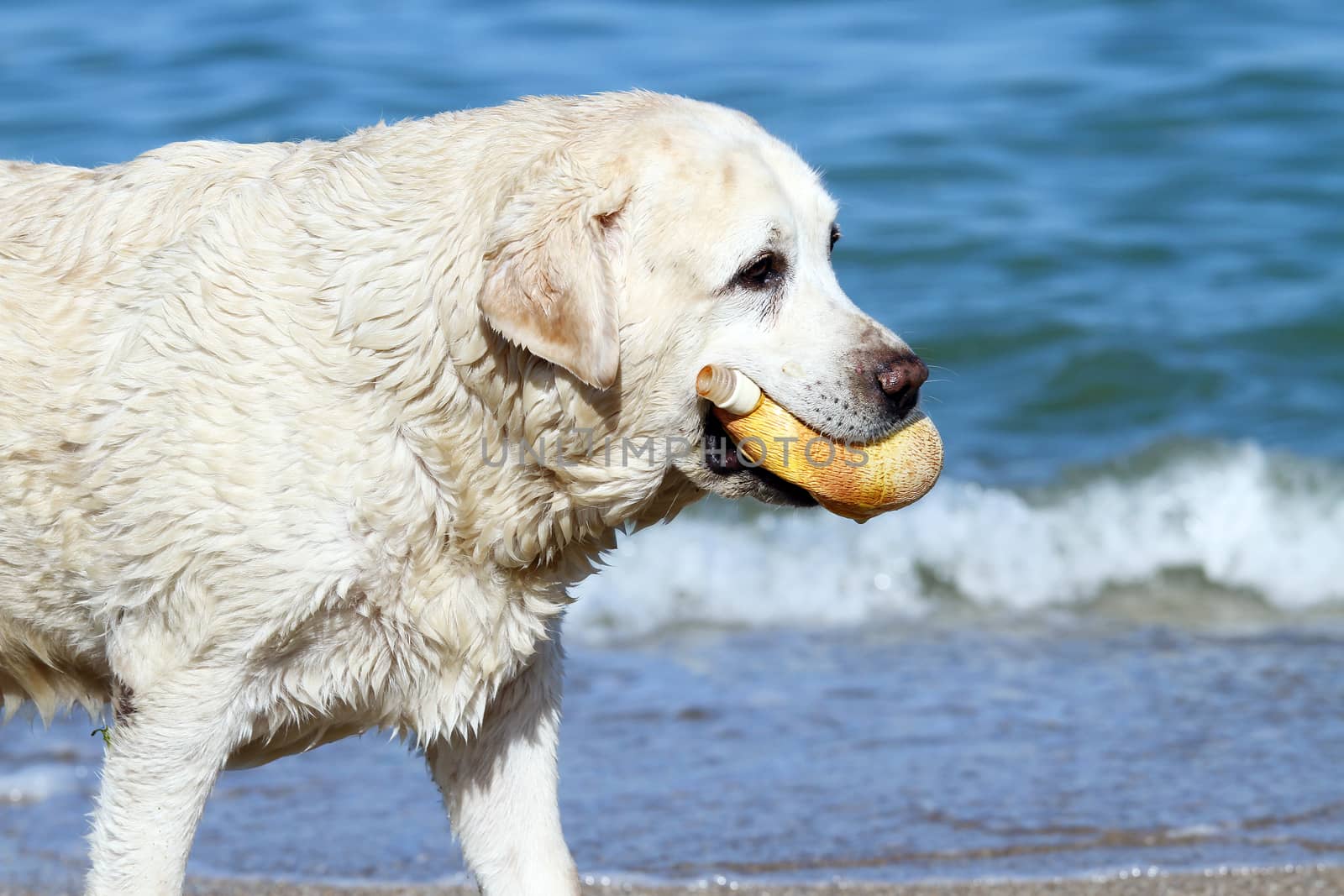 a yellow labrador playing at the sea in summer with a toy
