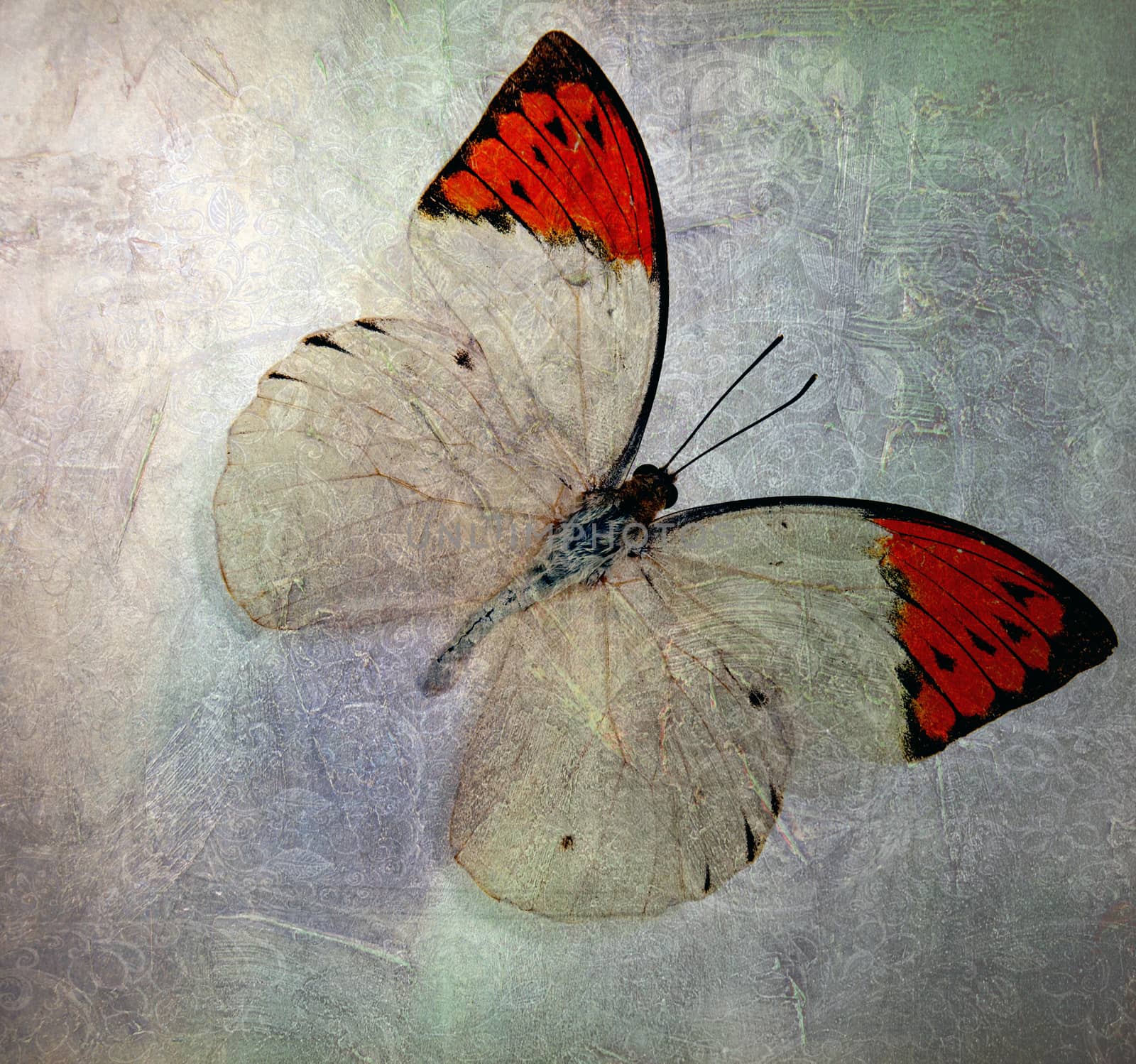 a grunge butterfly wallpaper texture by davincidig
