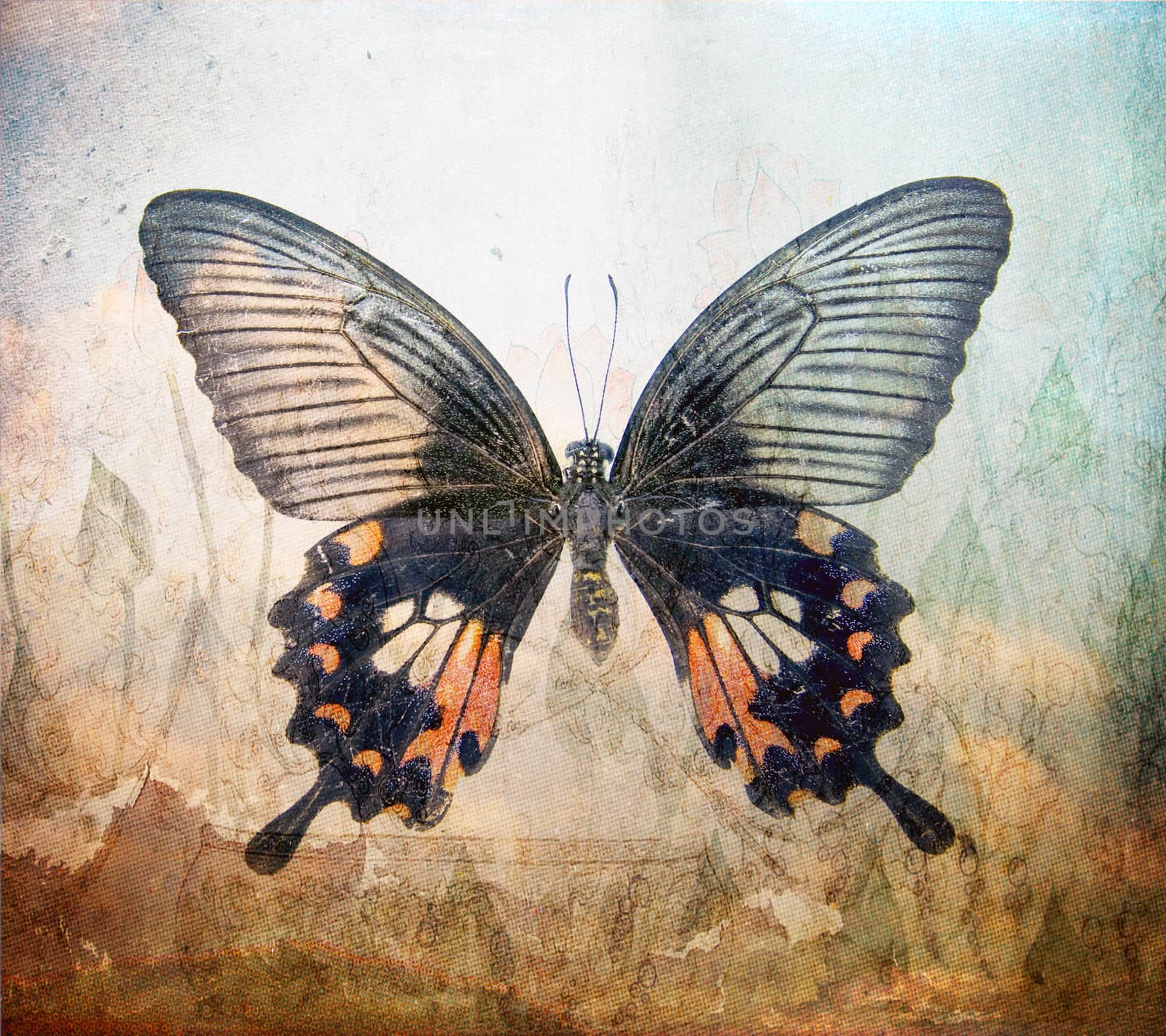 a grunge butterfly wallpaper texture by davincidig