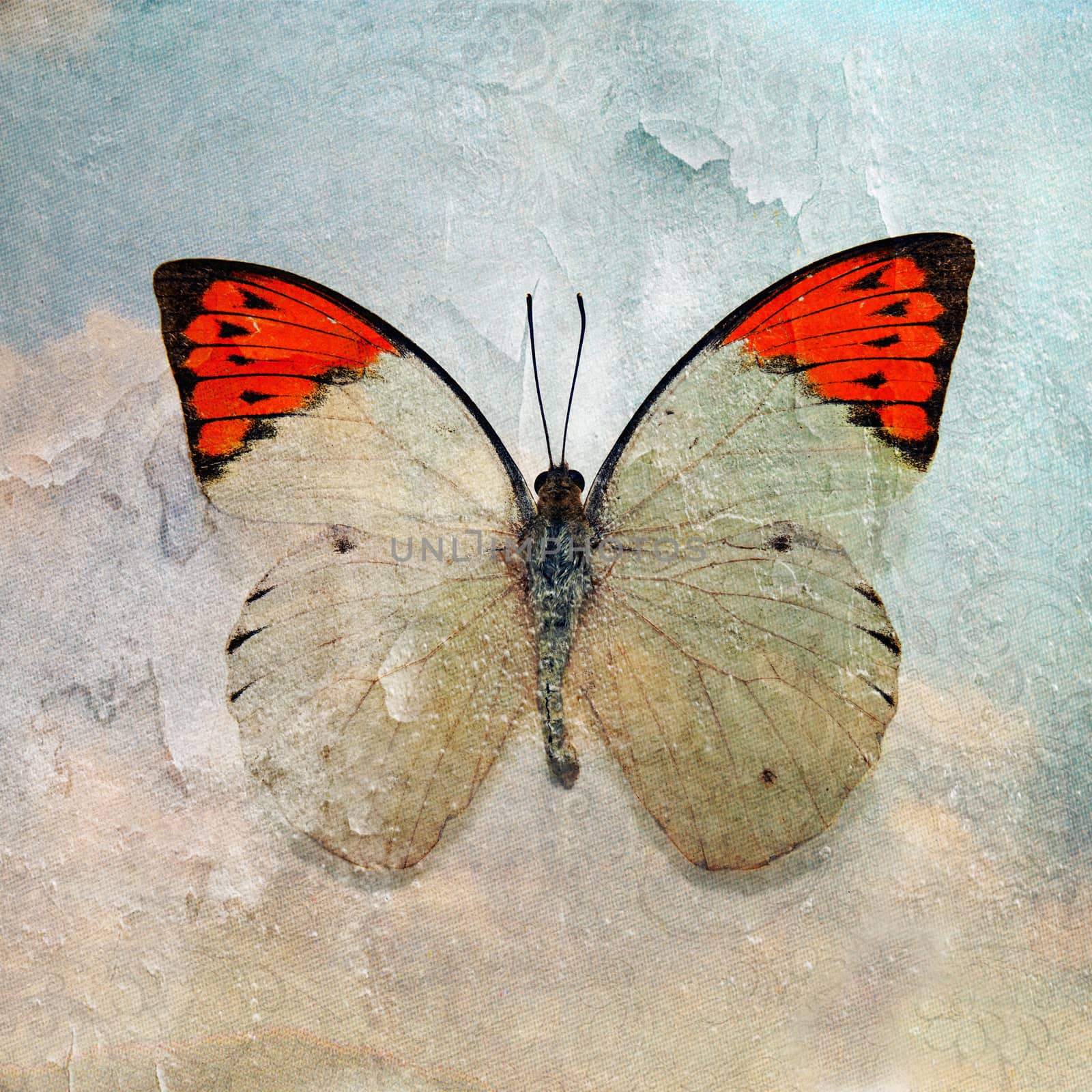 a grunge butterfly wallpaper texture by davincidig