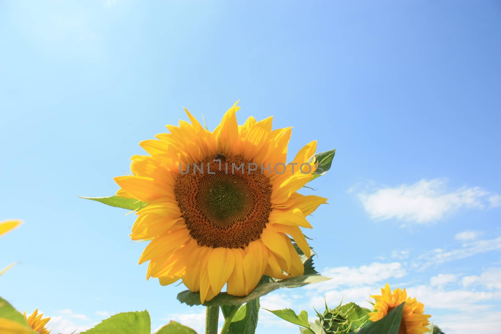 sunflower on the blue sky background. Close up