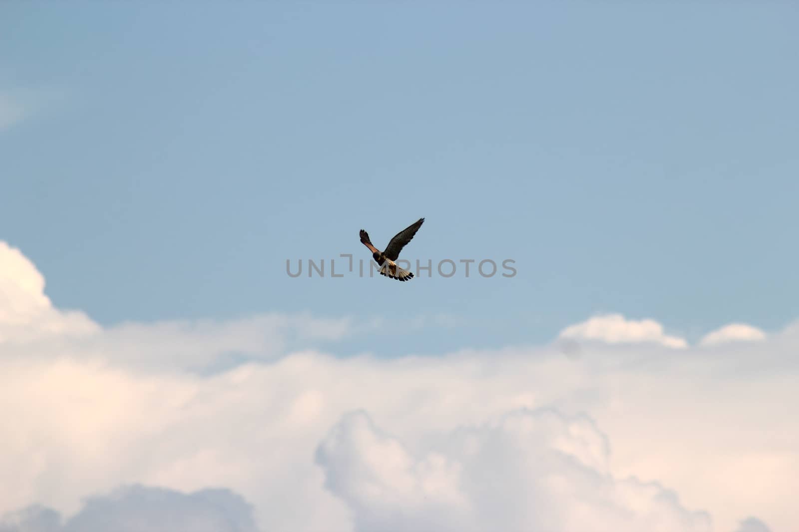 predatory bird in flight. Against the backdrop of a blue sky with white clouds.