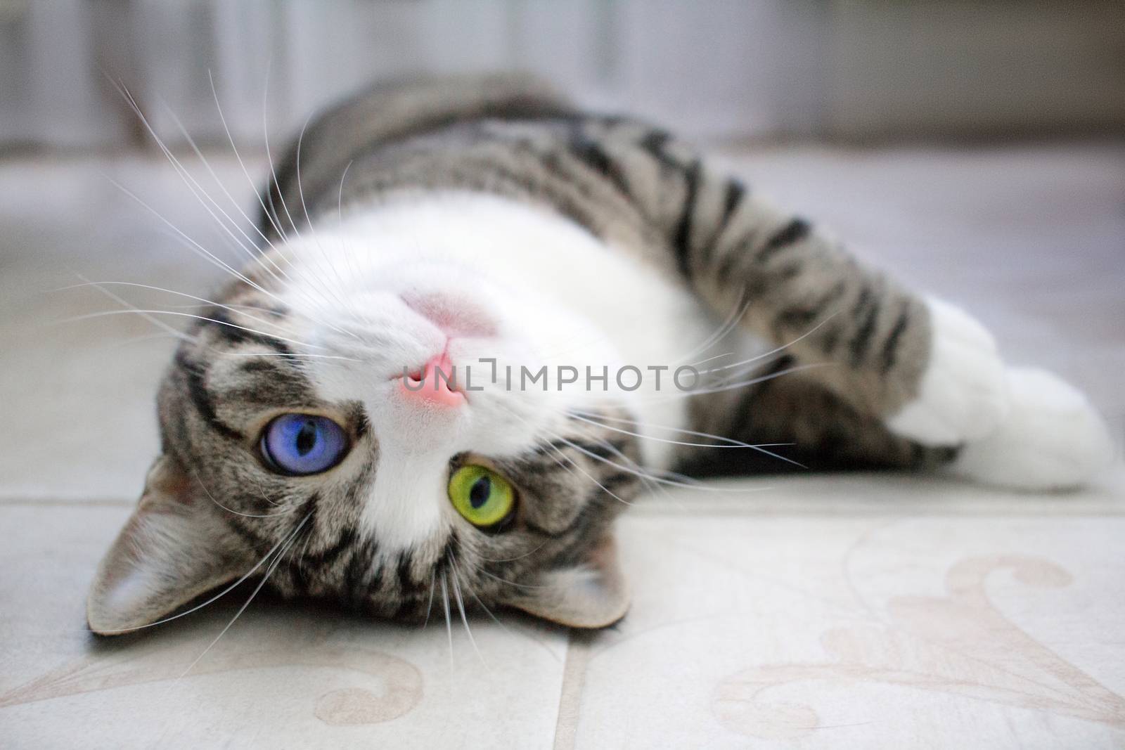 Domestic pet cat with bright multicolored green blue eyes lies upside down on floor