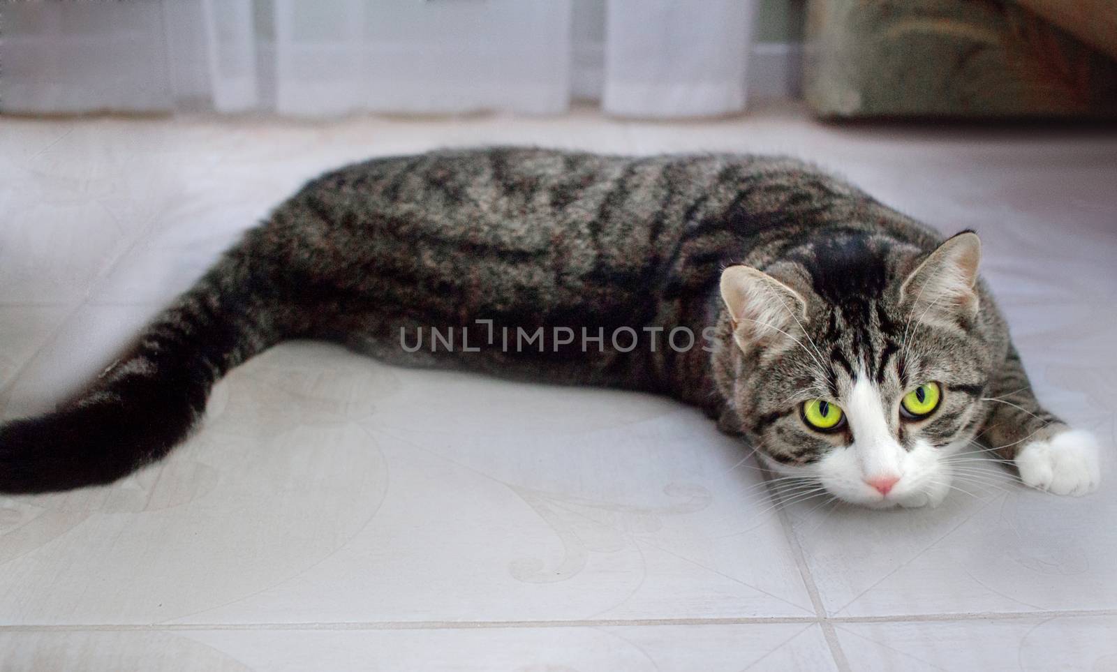 Domestic pet cat with bright green eyes lies on floor posing and stretching