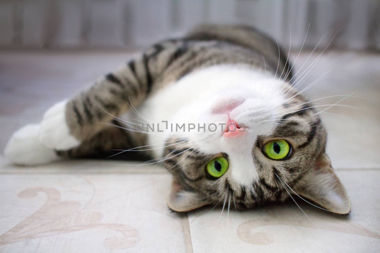 Domestic pet cat with bright green eyes lies upside down on floor