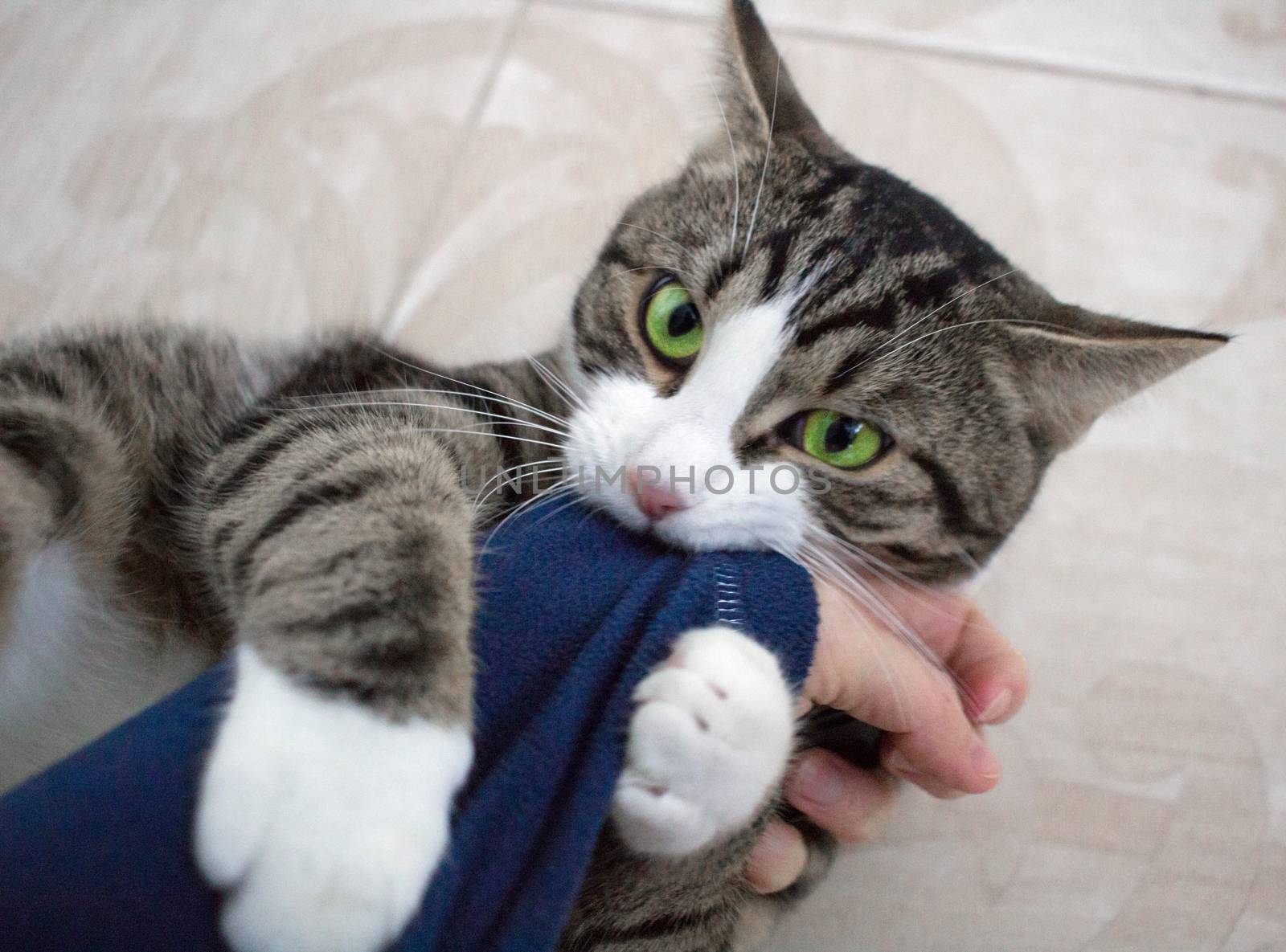 Domestic pet cat with bright green eyes plays biting arm sleeve