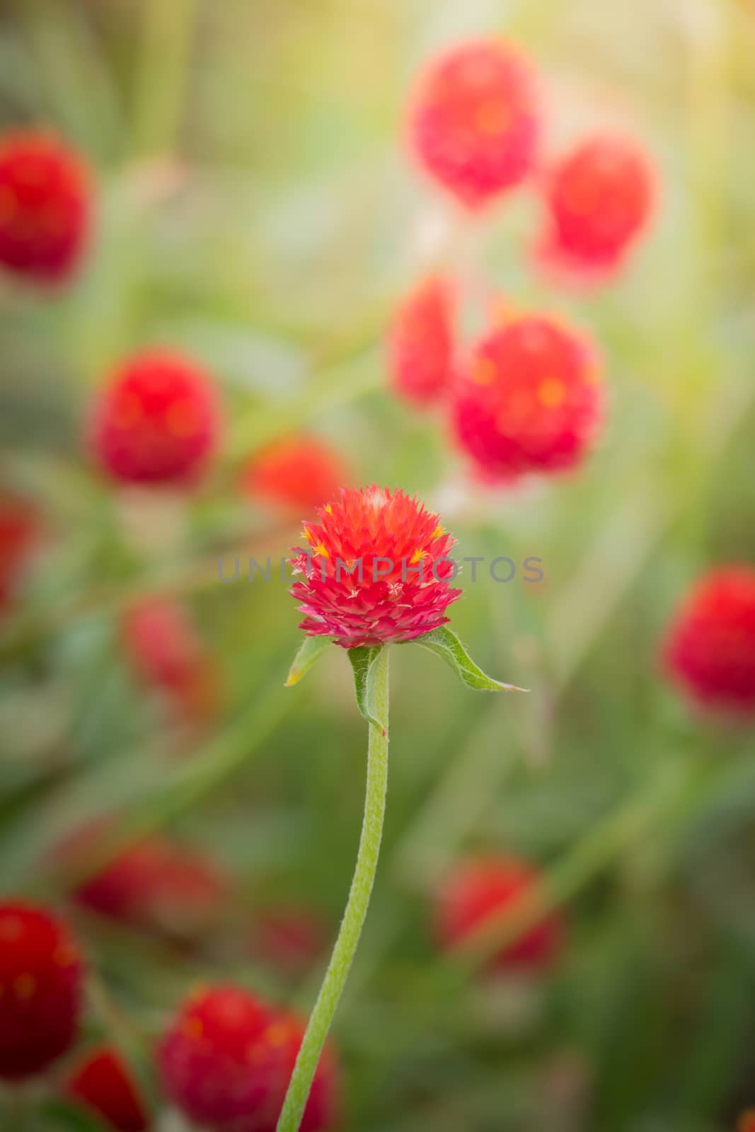 The background image of the colorful flowers, background nature