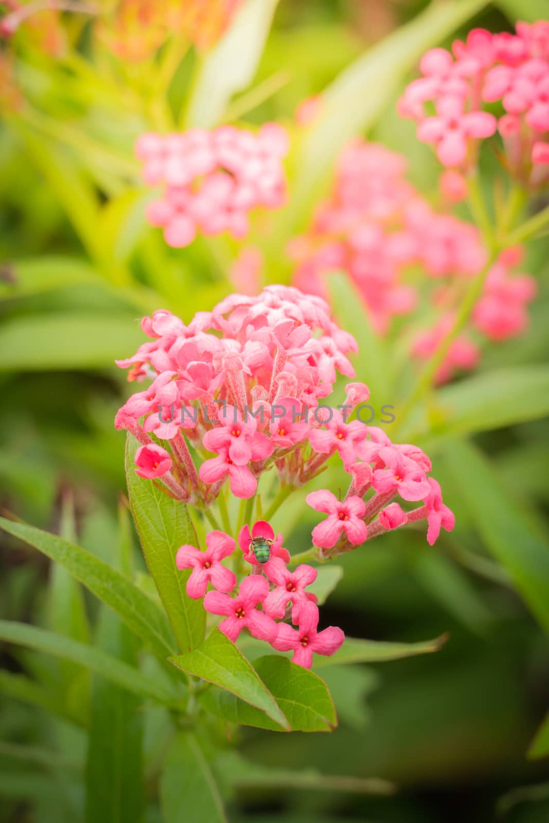 The background image of the colorful flowers, background nature