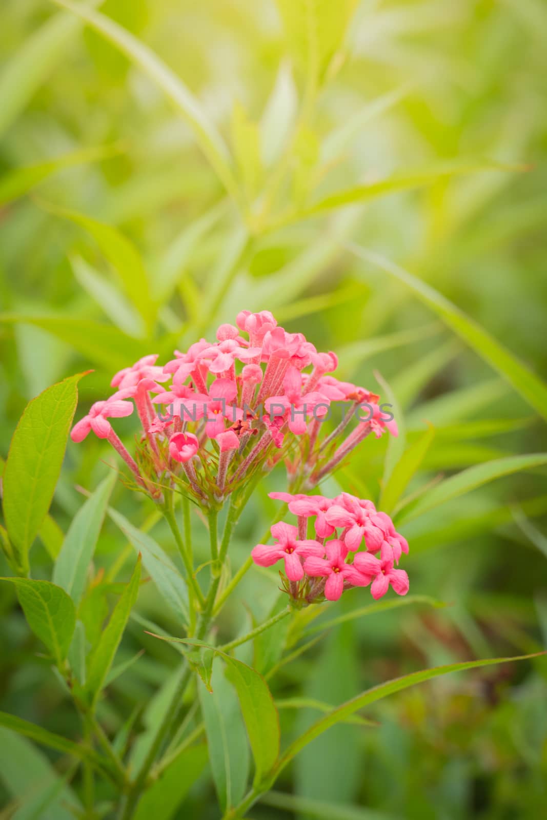 The background image of the colorful flowers, background nature