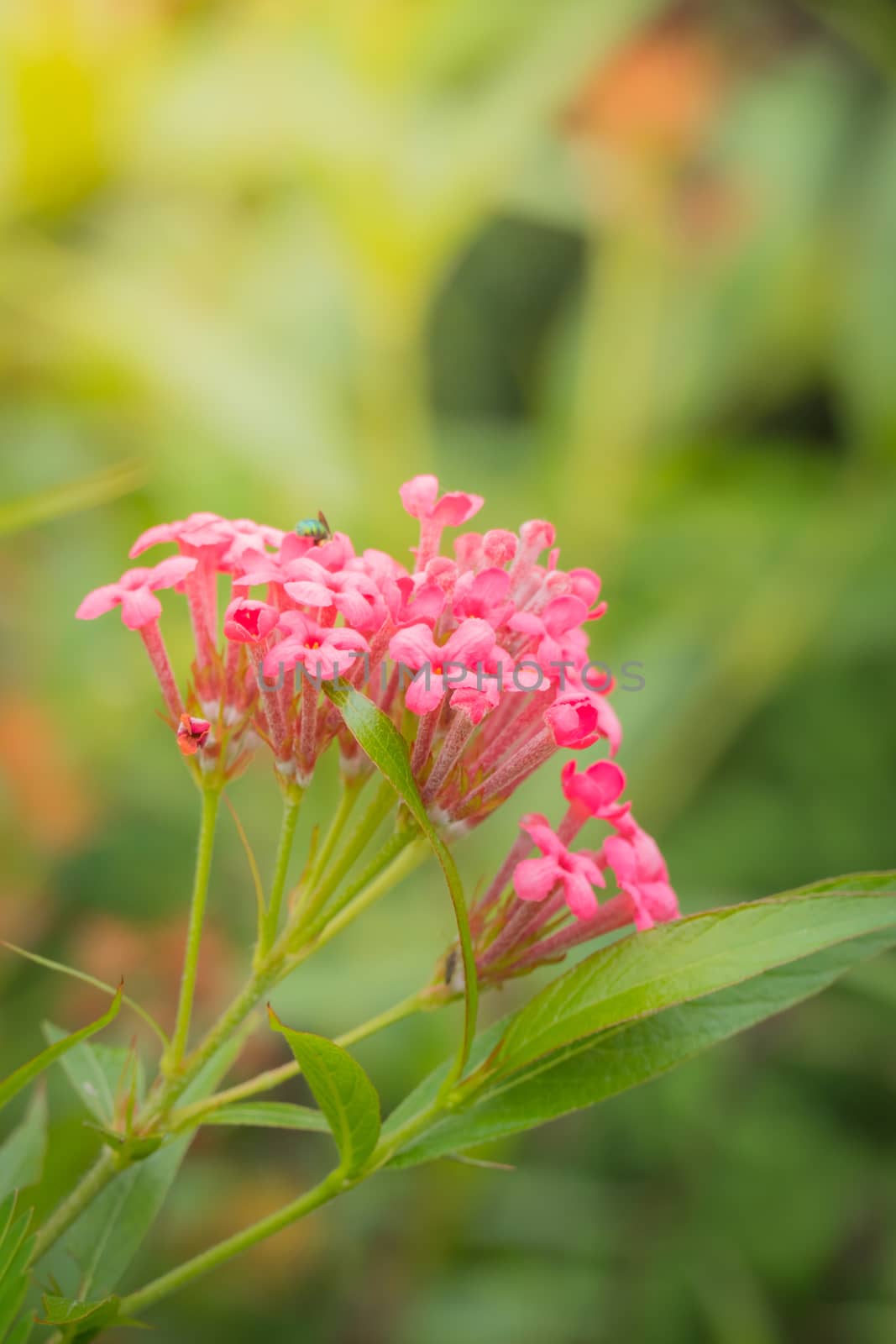 The background image of the colorful flowers, background nature