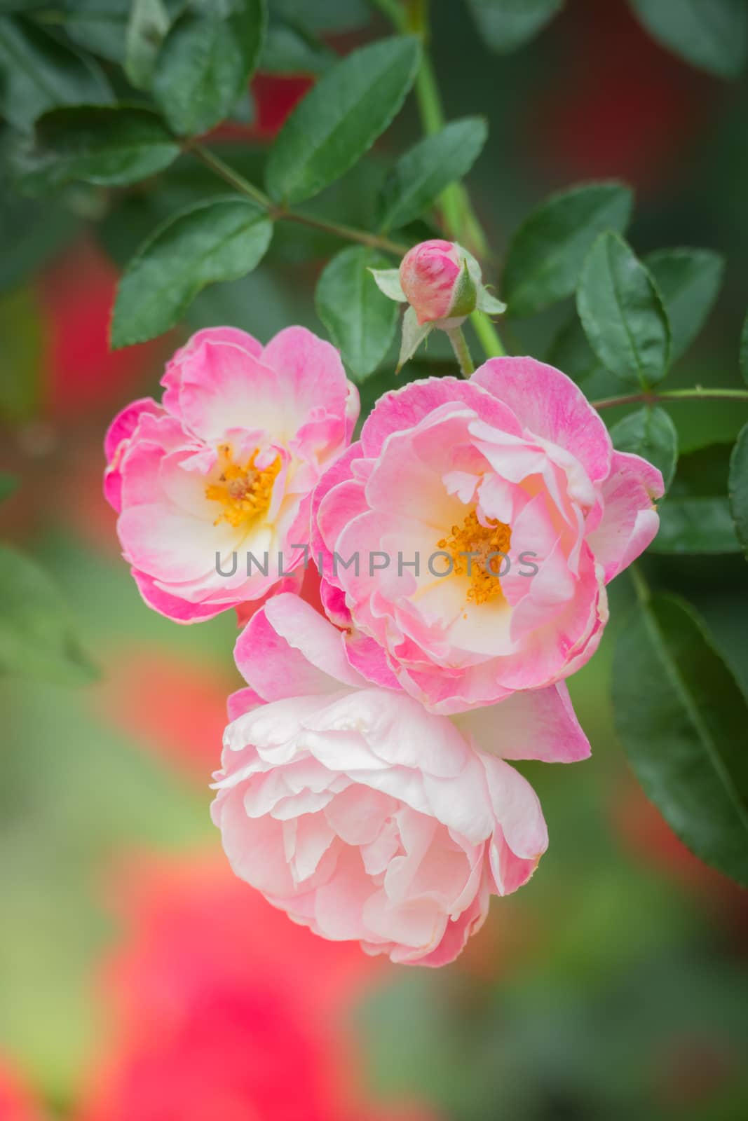 The background image of the colorful flowers, background nature