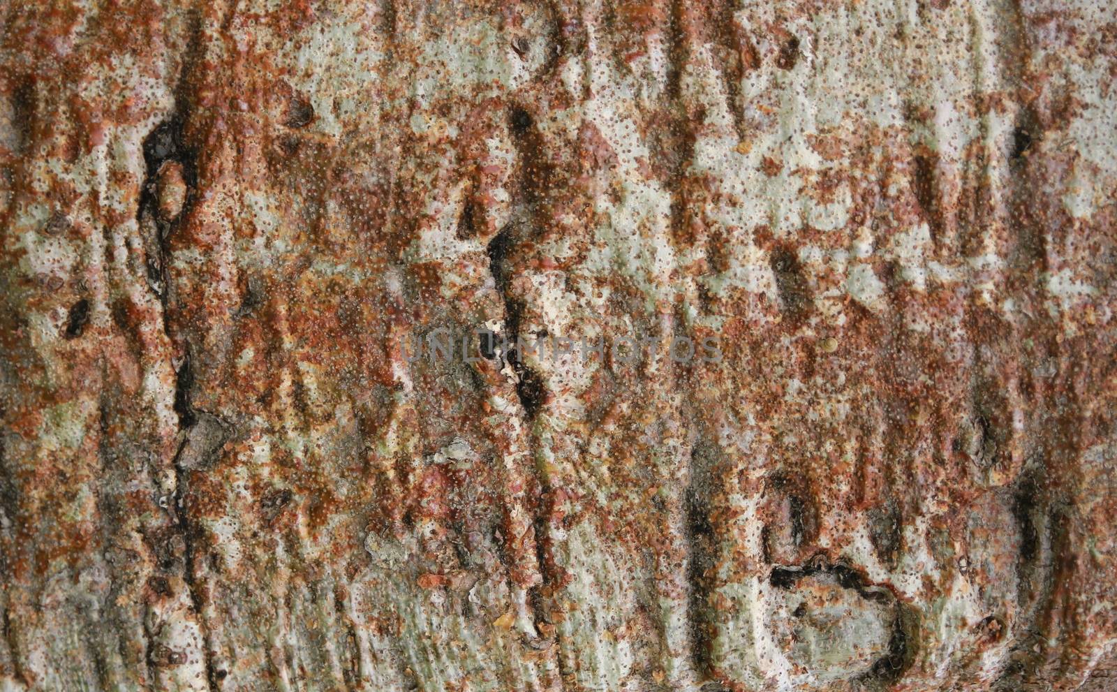 Closeup of the bark of the baobab tree