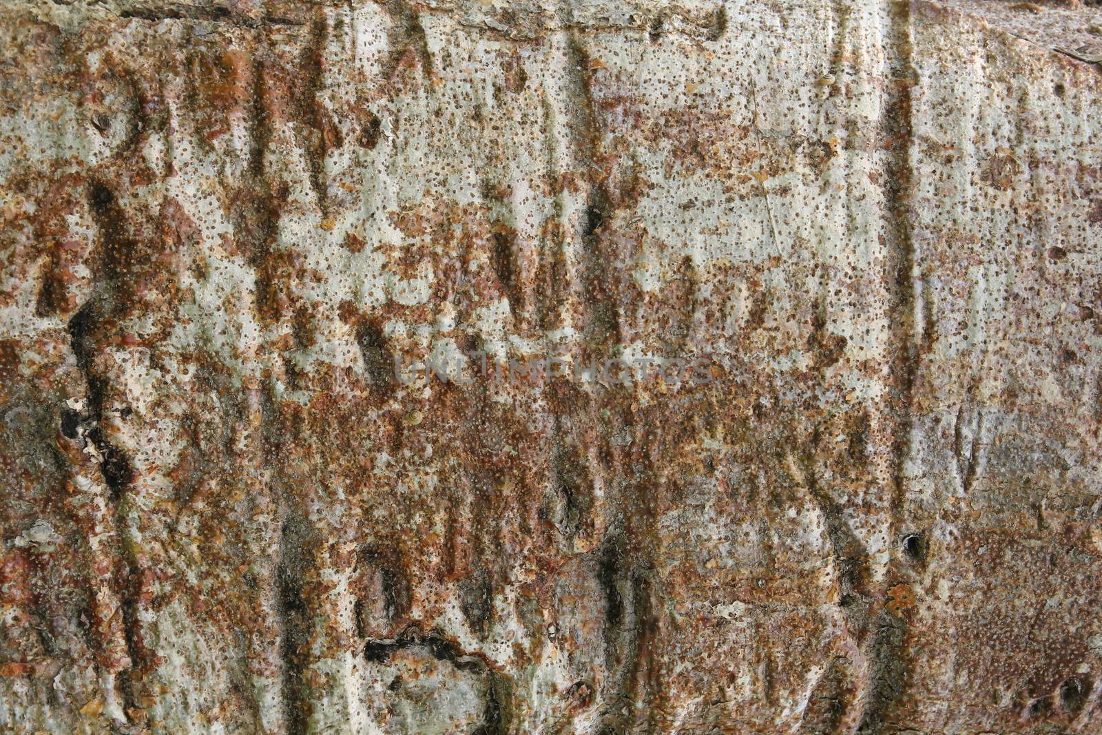 Closeup of the bark of the baobab tree