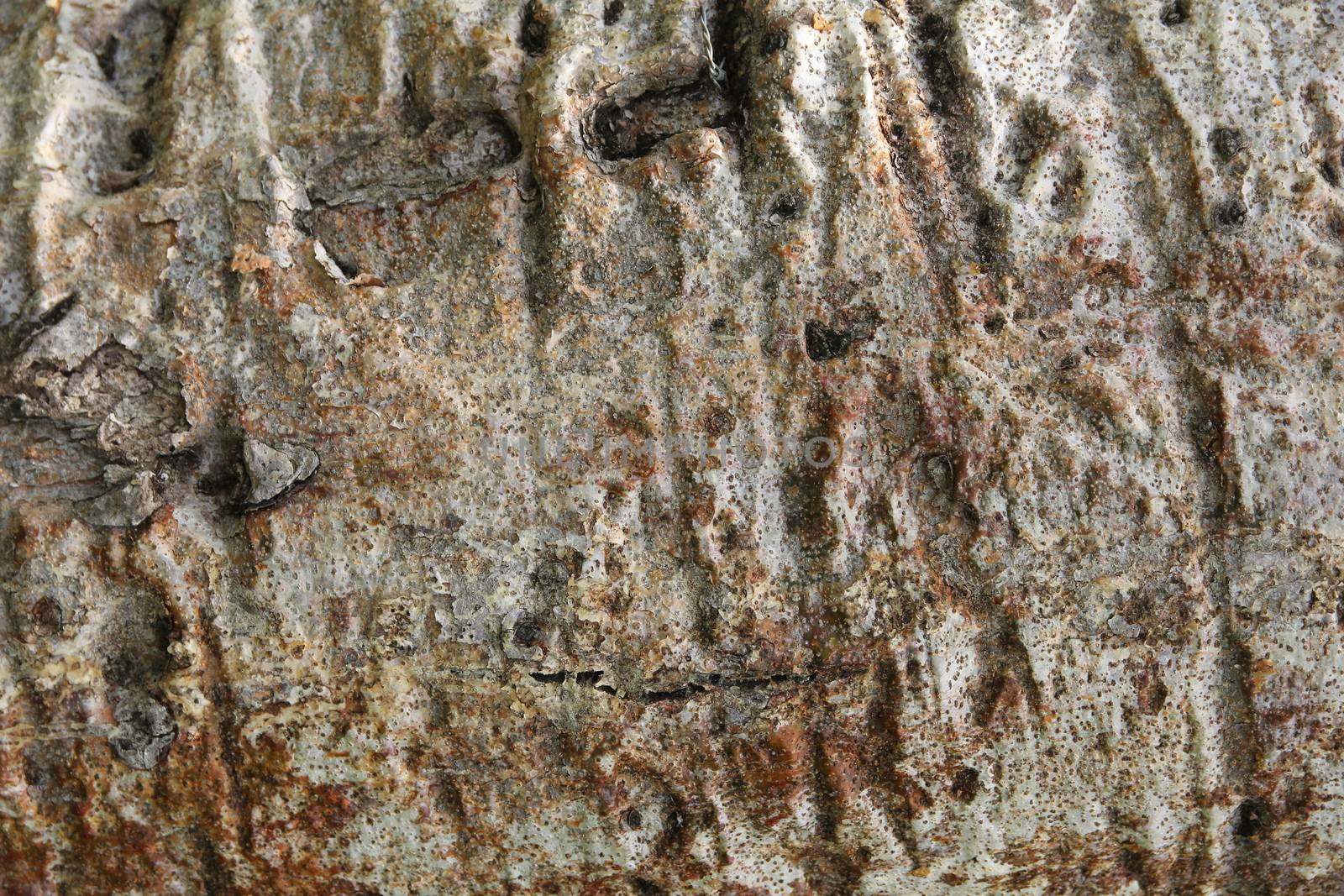 Closeup of the bark of the baobab tree