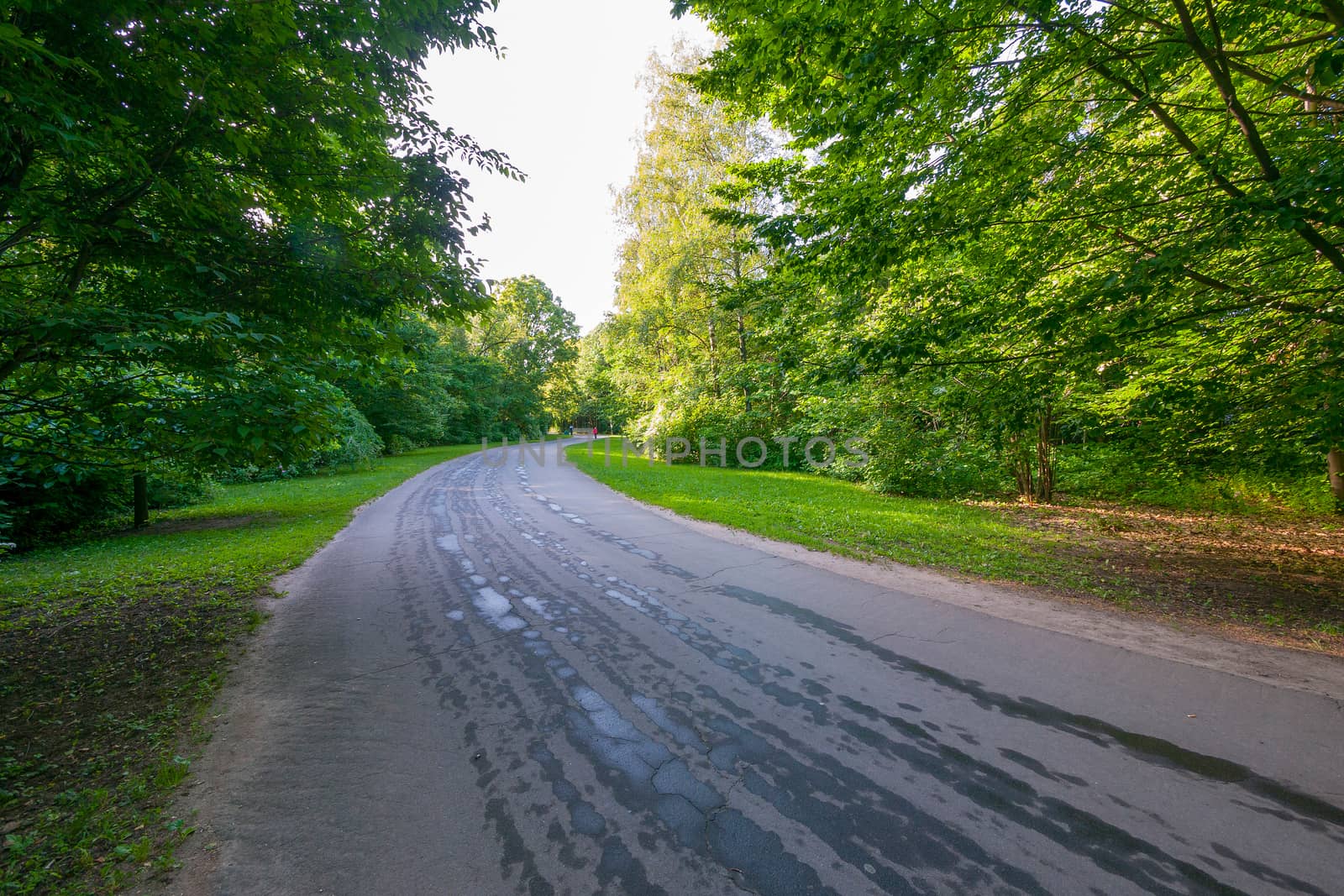 The asphalt wet road passes through a green deciduous forest. Beautiful area for otosession and for mushroom picking in the autumn time by Adamchuk