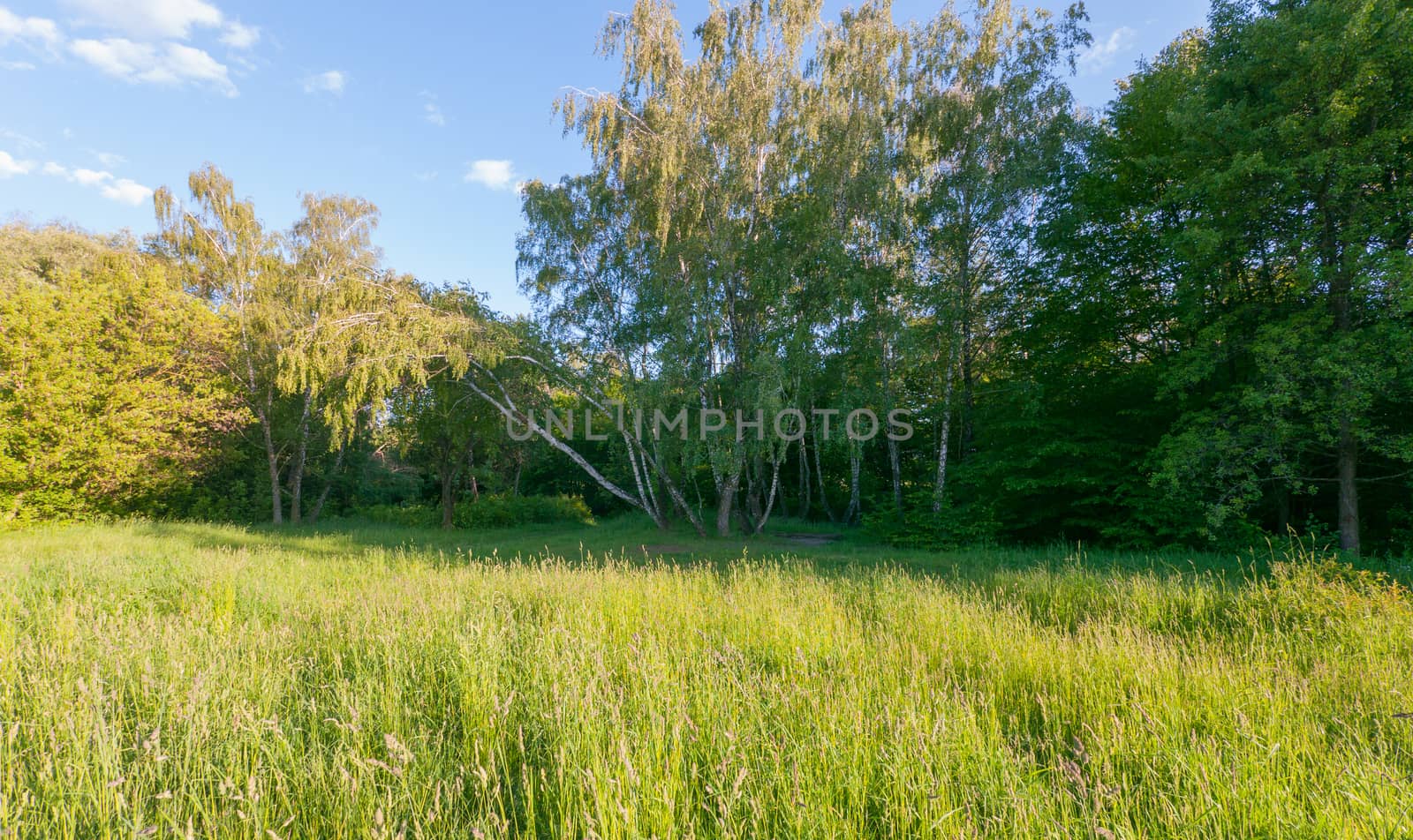 A fresh green lawn at the edge of the forest in the shadow of a small grove of birches stirring their leaves under the gusts of wind.