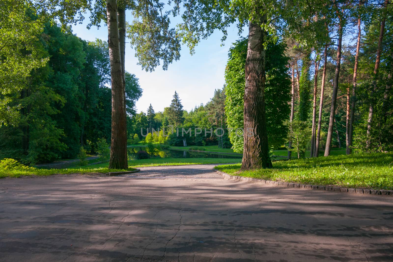 a path in a dense forest leading to a blue lake against a cloudless sky. A place for picnic and fishing