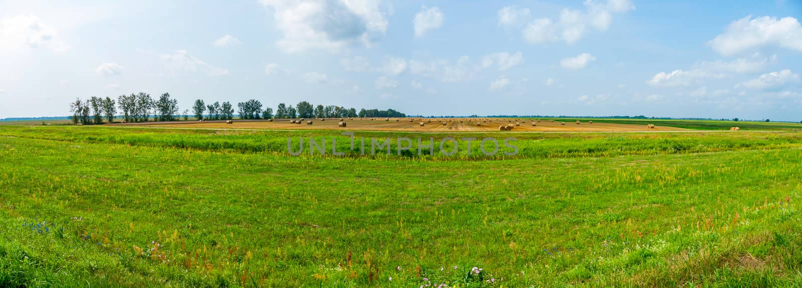 panorama of a vintage field with haystacks by Adamchuk