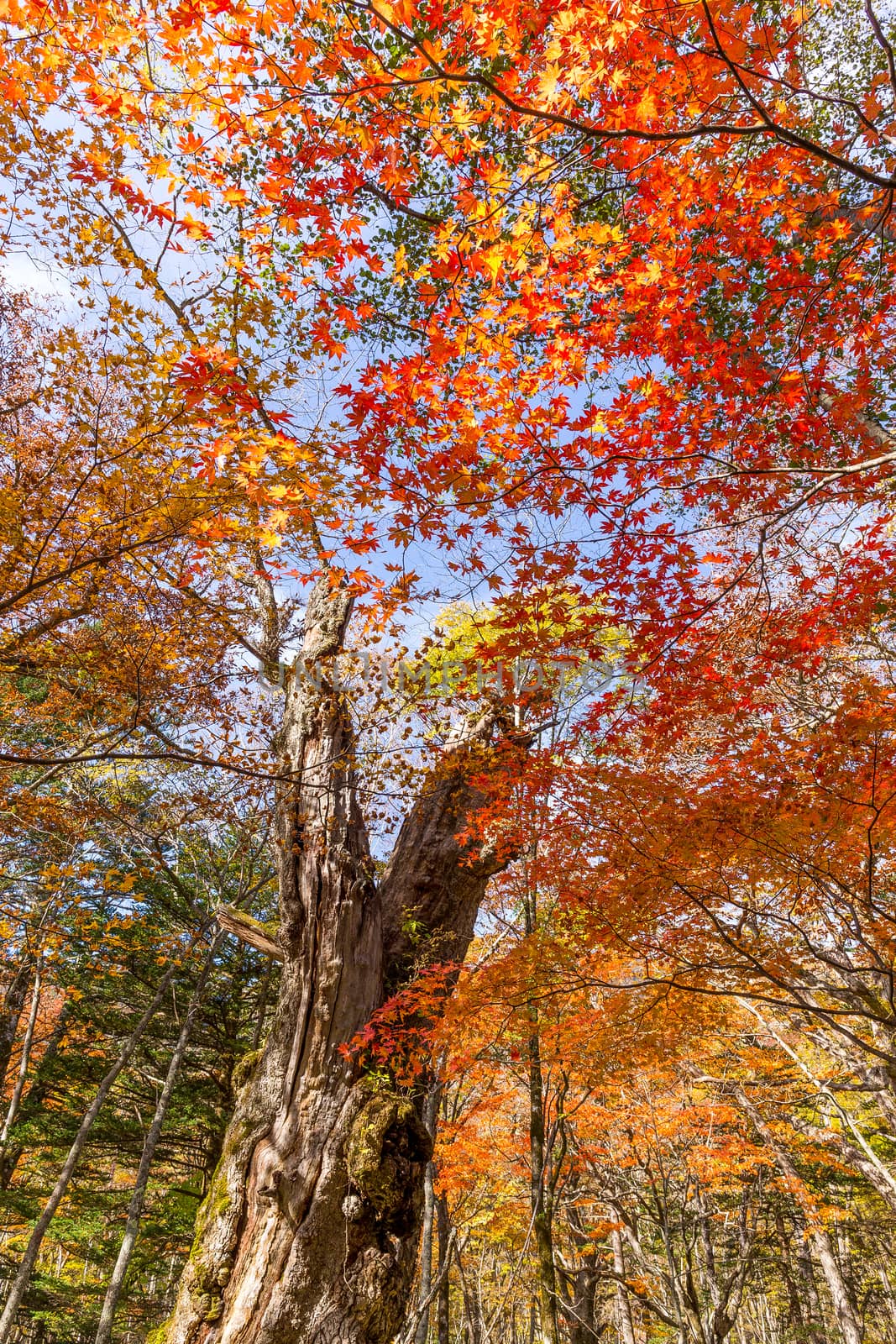 Autumn landscape by leungchopan