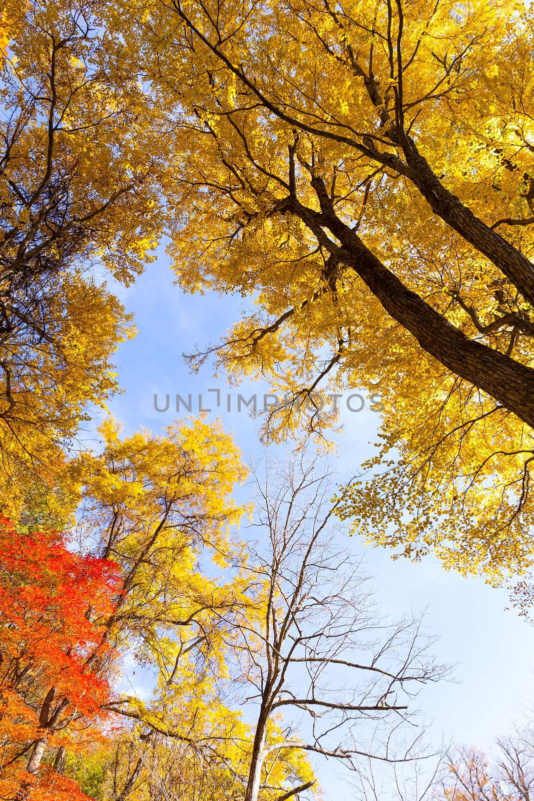 Maple tree in autumn season by leungchopan