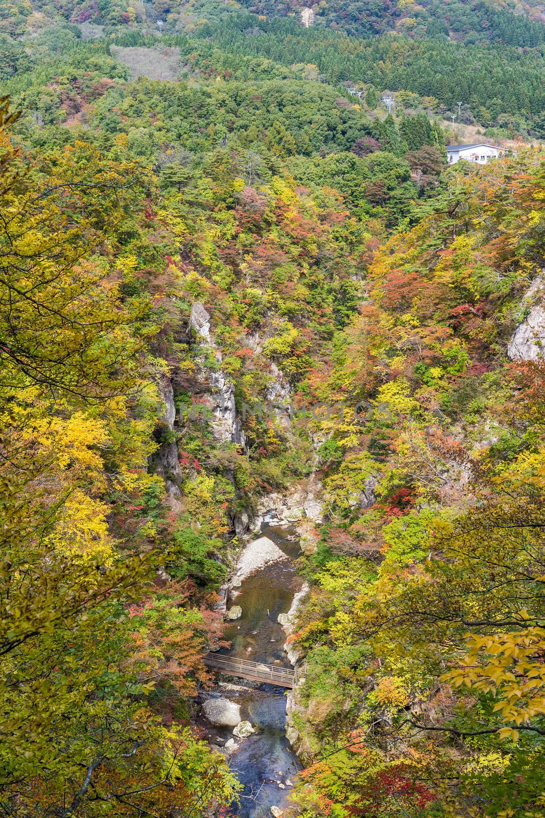 Autumn foliage on the cliff by leungchopan