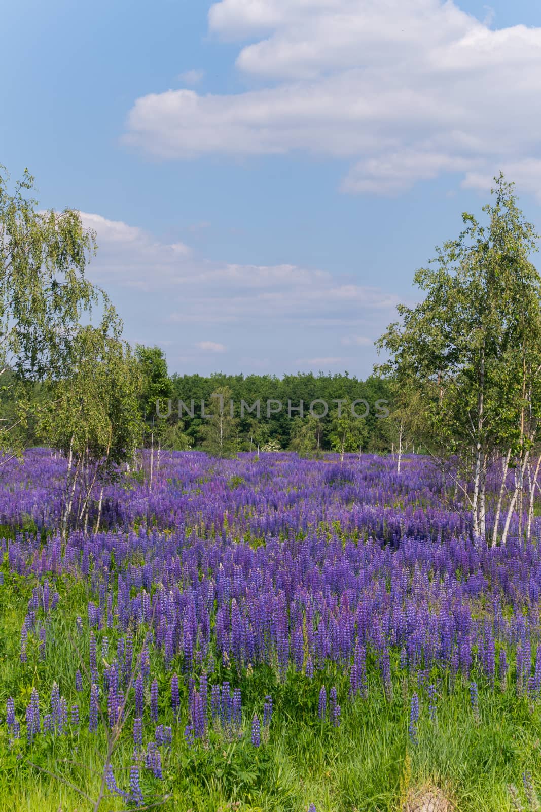 A large lawn is flooded with purple verbena flowers. Slim, black and white birches are visible in places