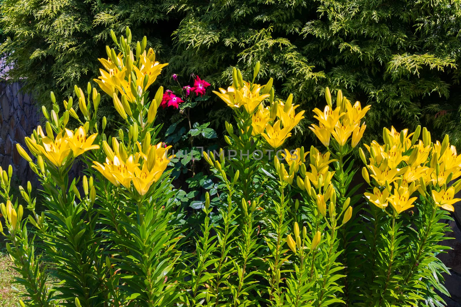 Charming yellow lilies growing in a garden with petals stretching towards the sun and high green stems. by Adamchuk