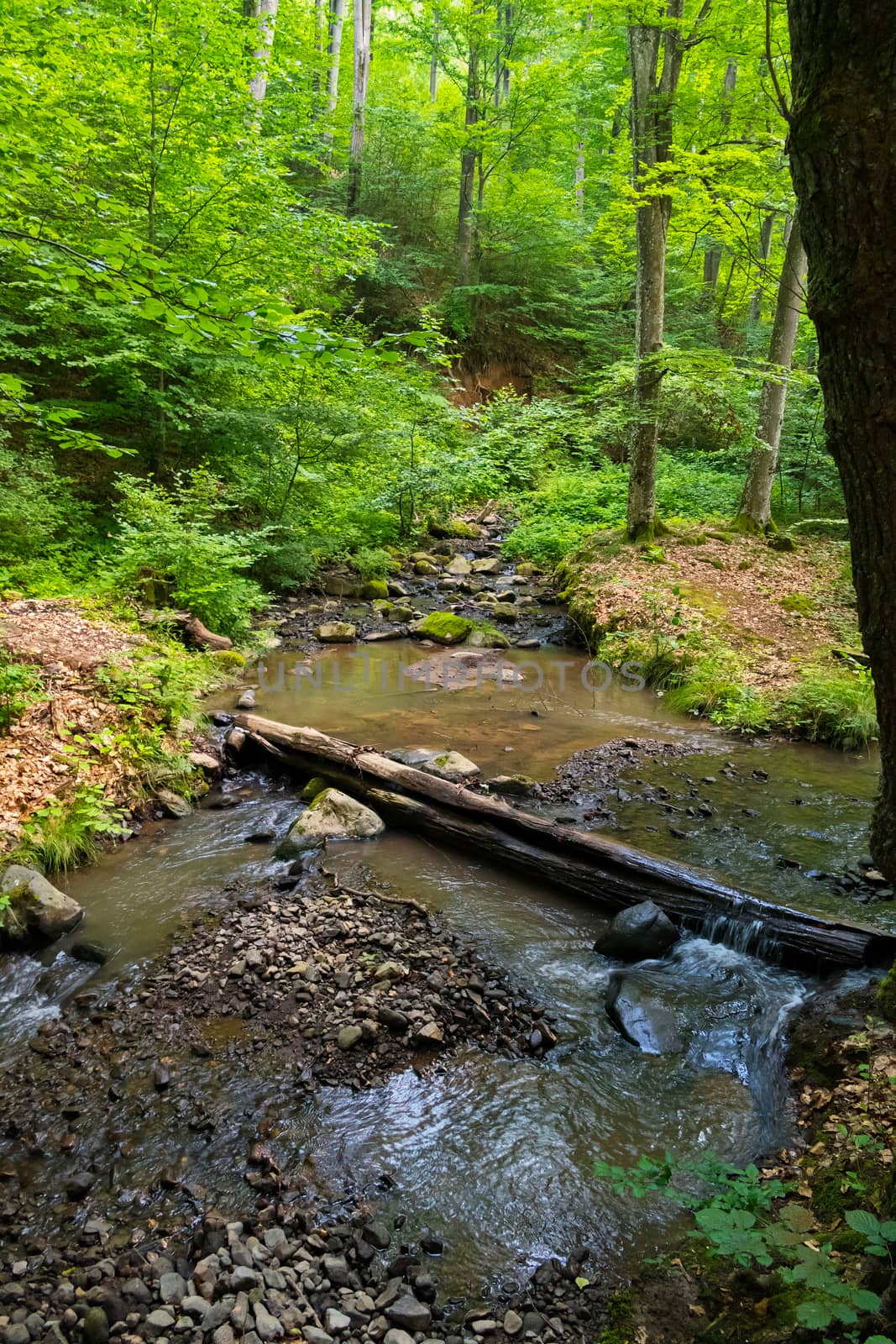 A shallow forest source with stones and a dam in the form of a fallen log