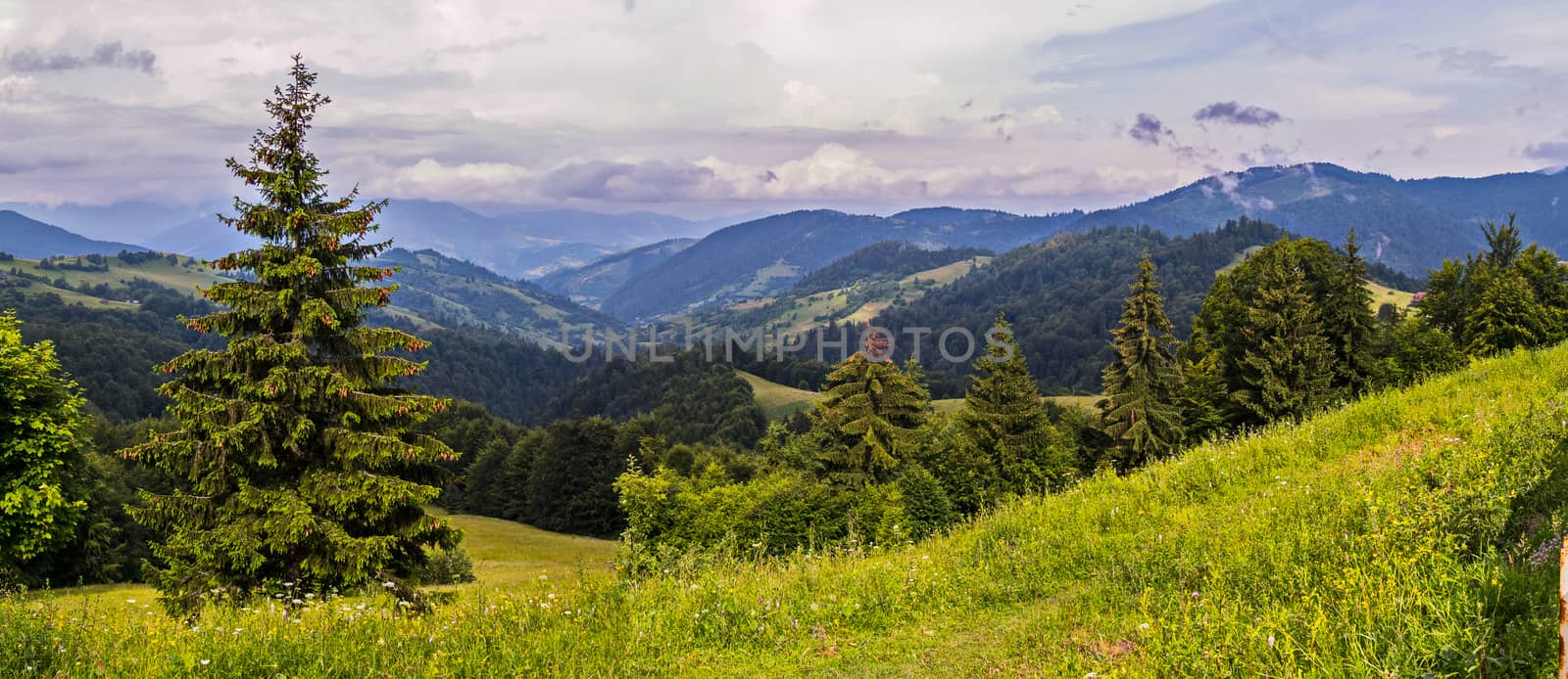 A panorama of forest massifs on mountain slopes and tops that touch upon clouds
