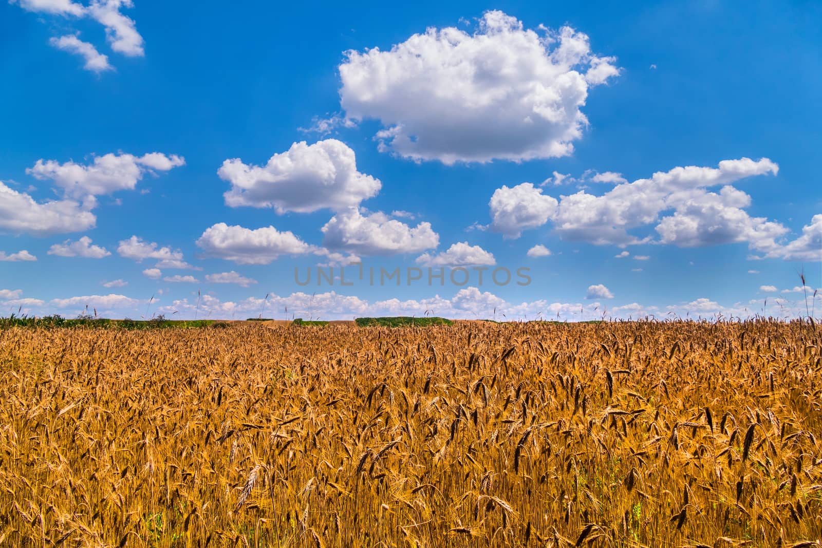 a colossal, yellow wheat field against a blue cloudy sky with fluffy clouds, a symbol of Ukraine