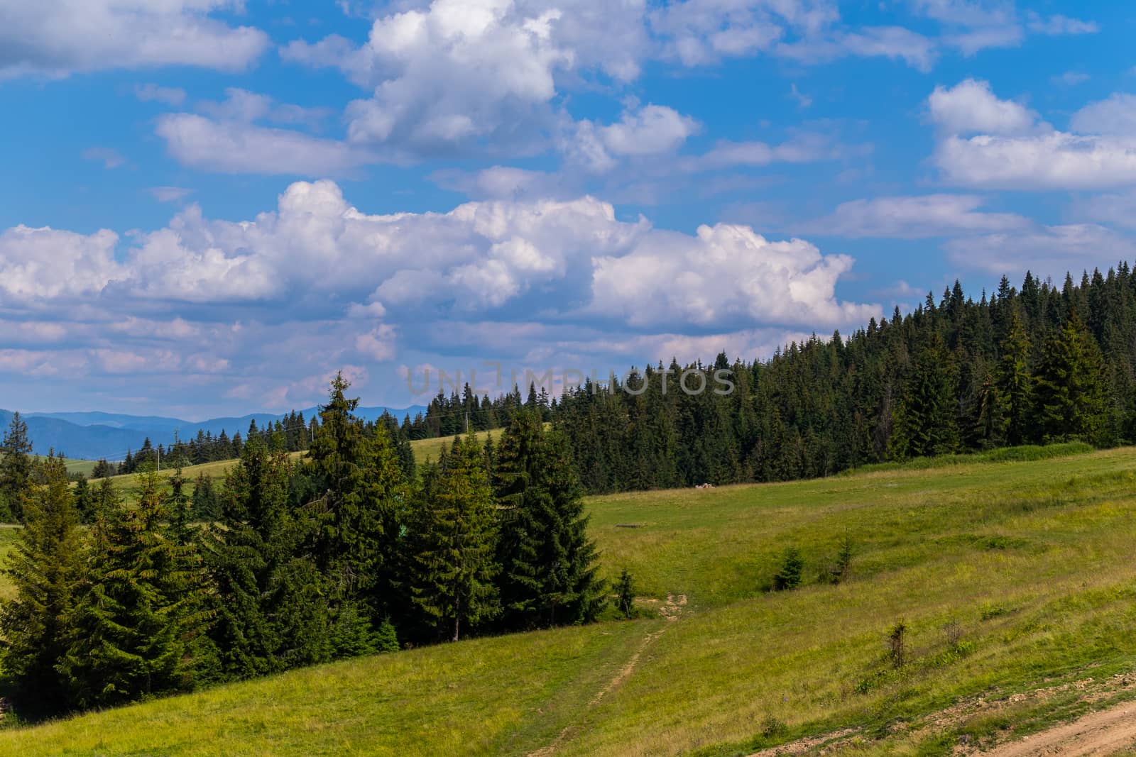 Path walking along a mountain slope overgrown with grass. Among the tall fir trees against the sky with low floating clouds.