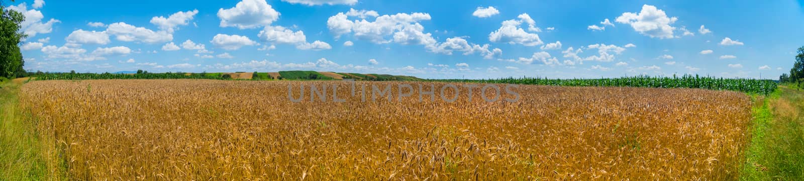 Golden ears of wheat under the endless blue of the heavenly ocean