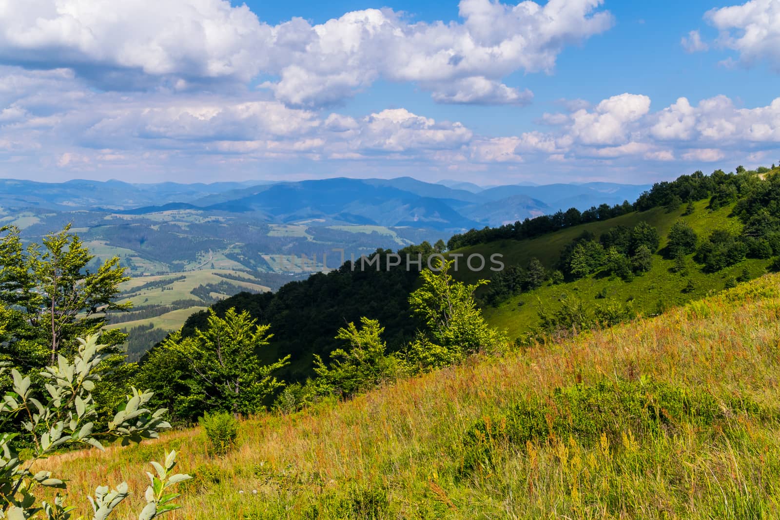 meadow on a mountain peak with a deciduous forest