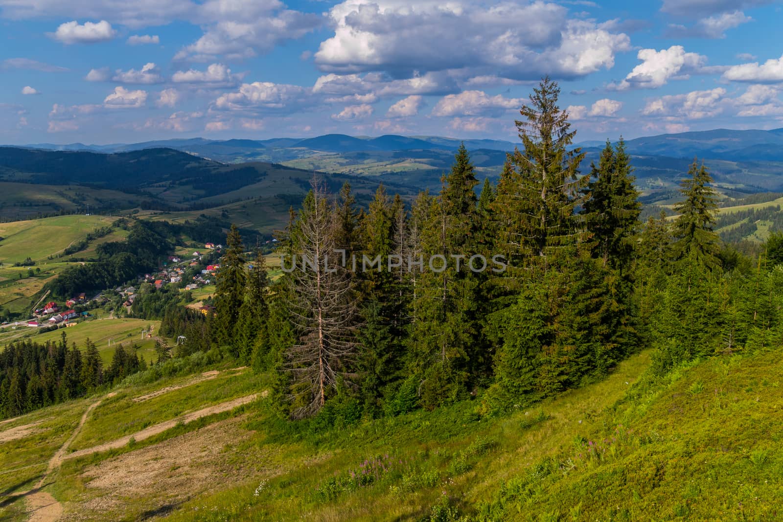 High coniferous trees growing on the slope of a green mountain against the background of a small forest village with cozy houses