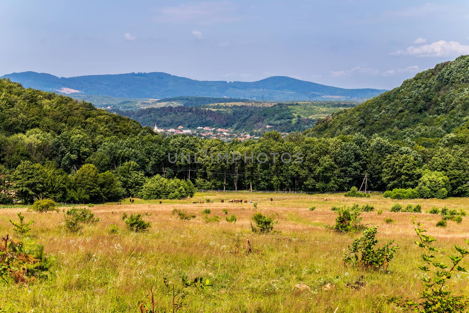 Cattle grazing on another strontone of the forest from a village village